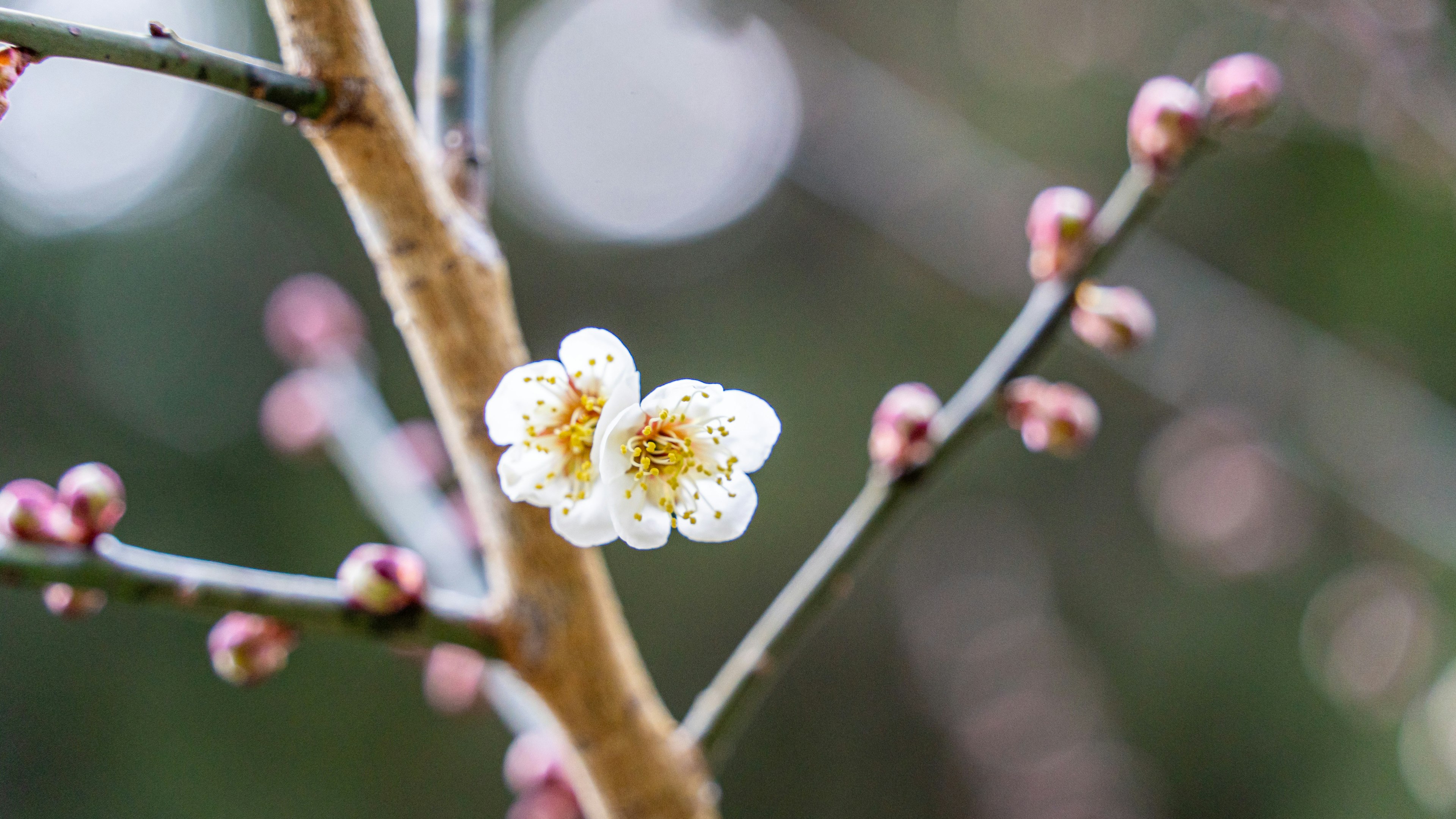 白い花とつぼみのある梅の木の枝