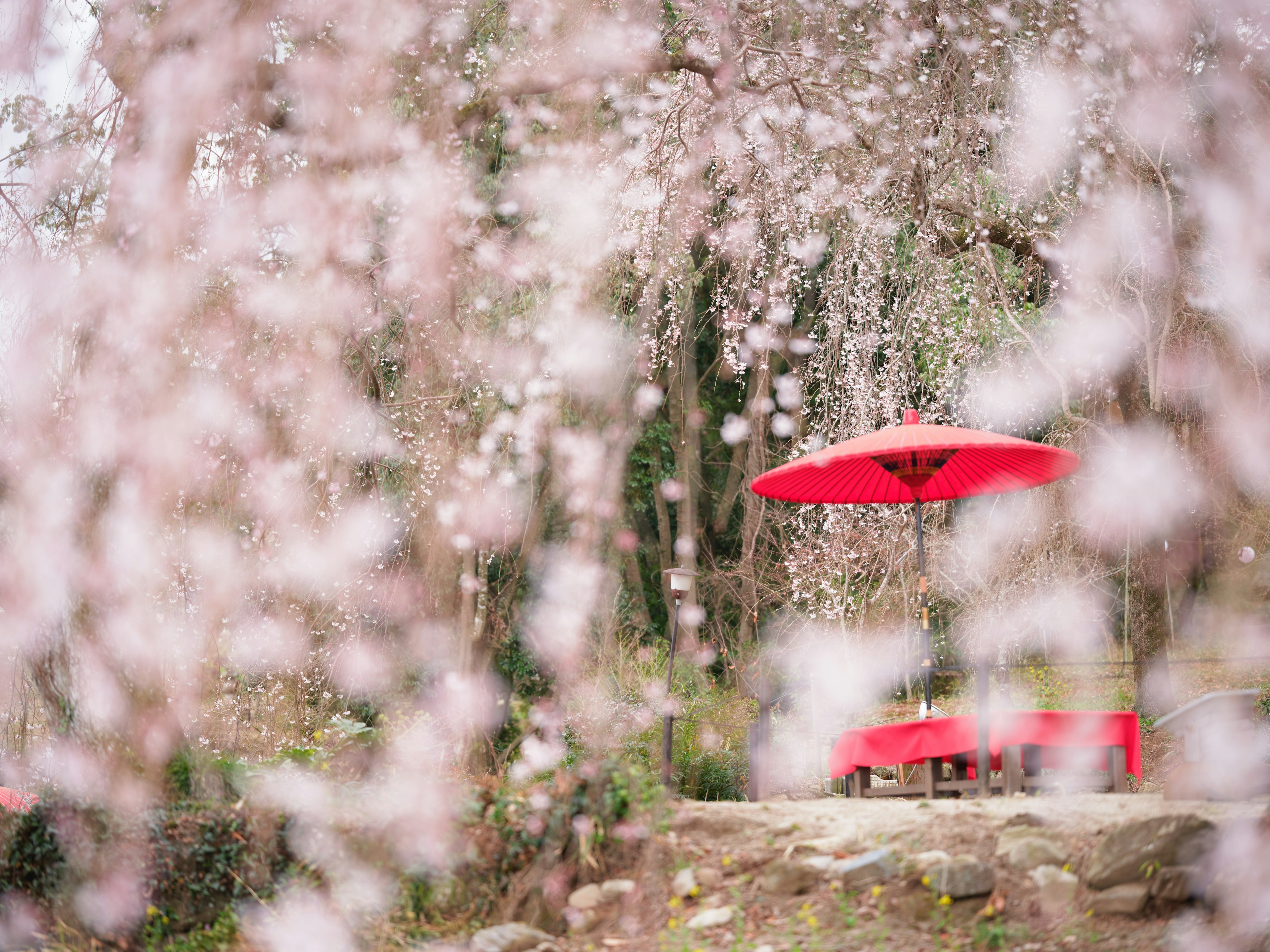 桜の花が咲く景色に赤い傘とテーブルが見える