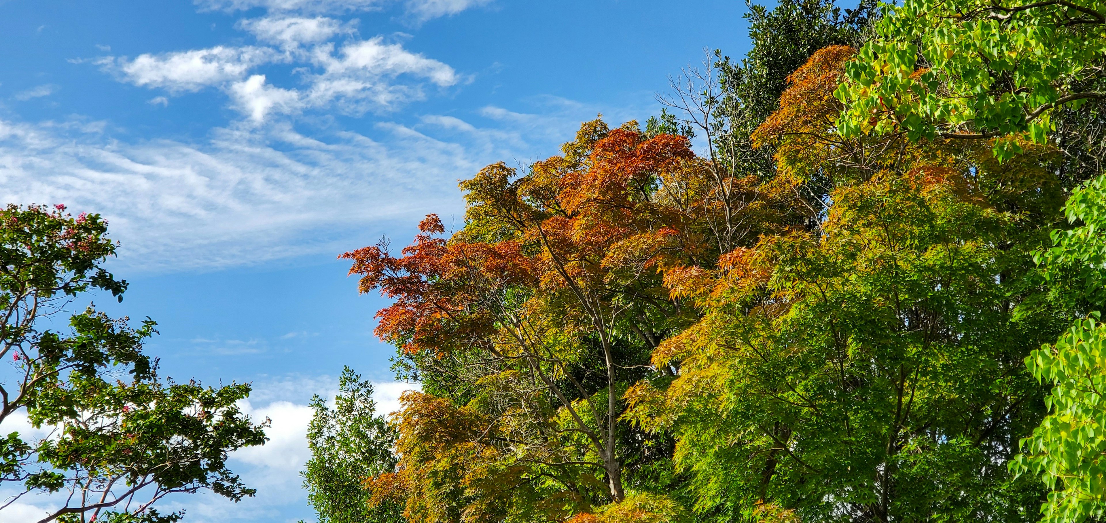 Árboles vibrantes con colores de otoño bajo un cielo azul