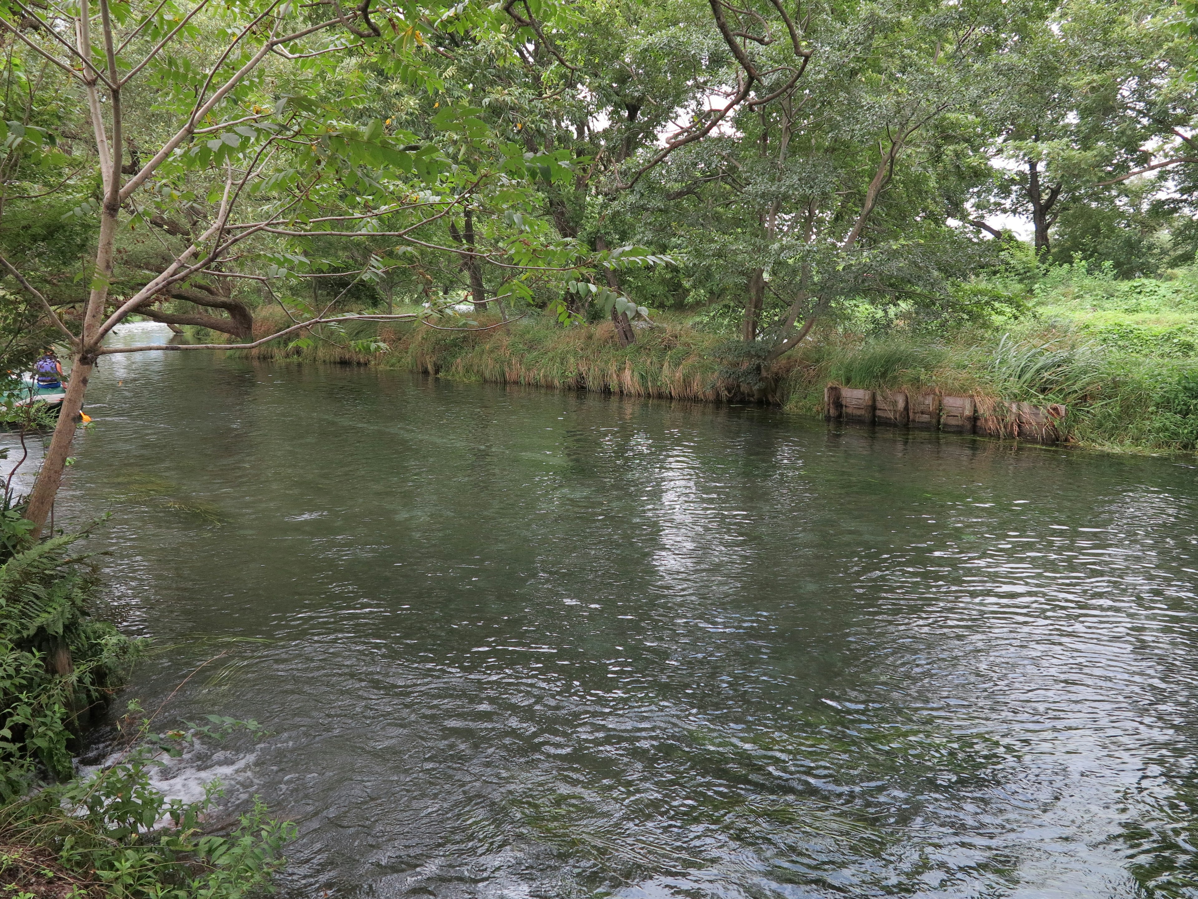 Calm river surrounded by lush green trees