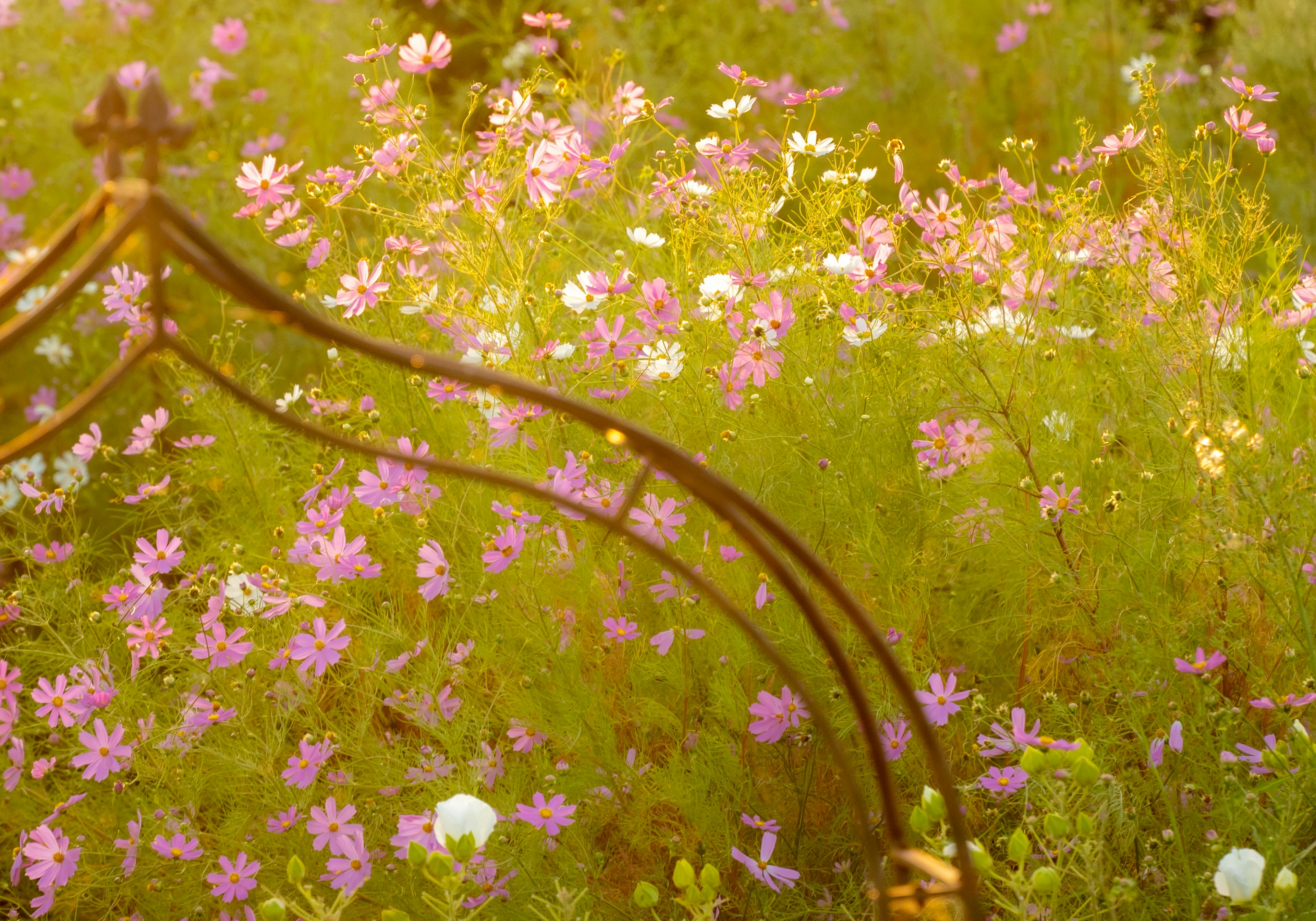 Goldener Rahmen mit einer Vielzahl von blühenden Blumen in einem lebhaften Feld