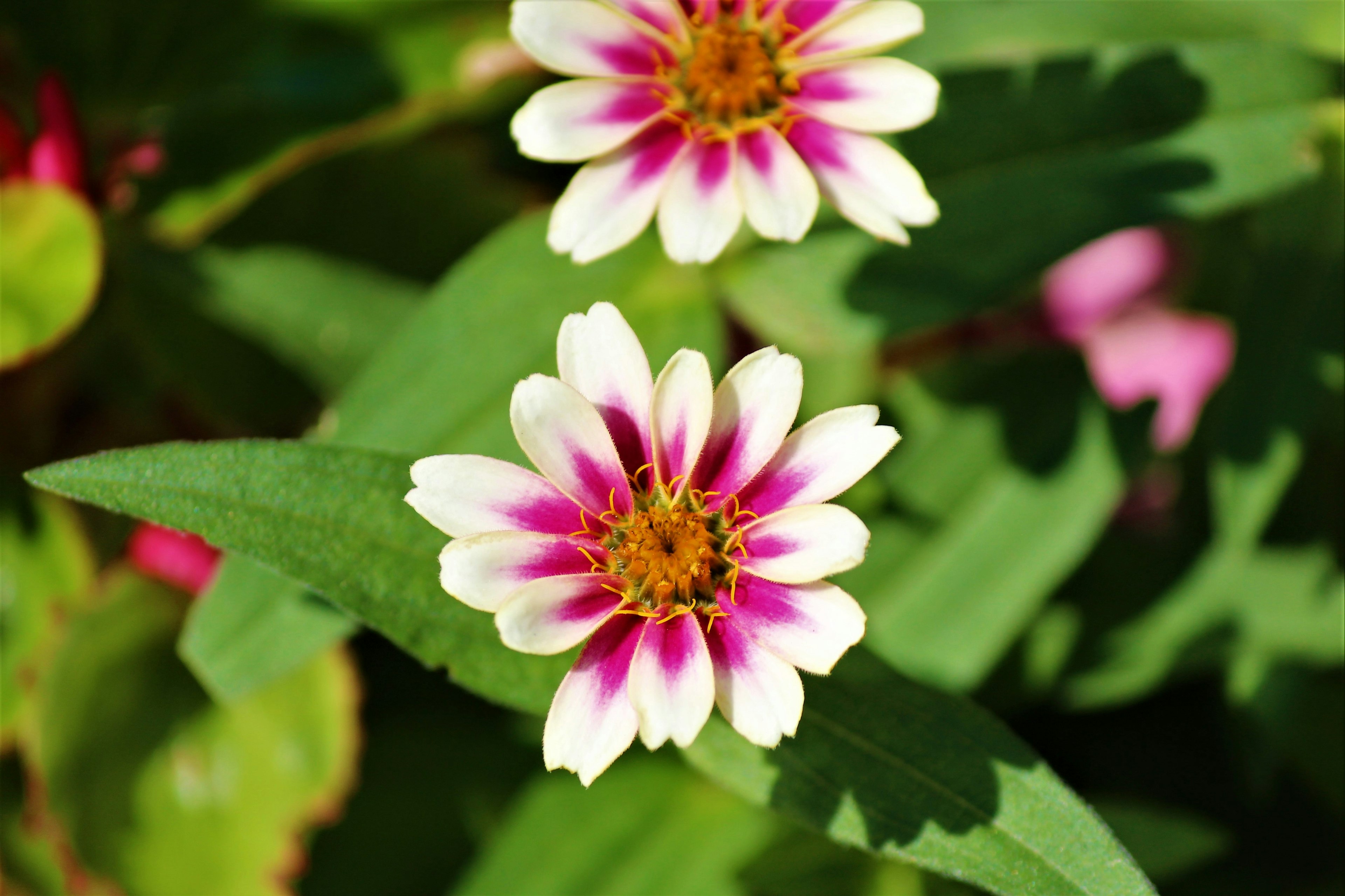 Zinnienblüten mit weißen und rosa Blütenblättern, die zwischen grünen Blättern blühen