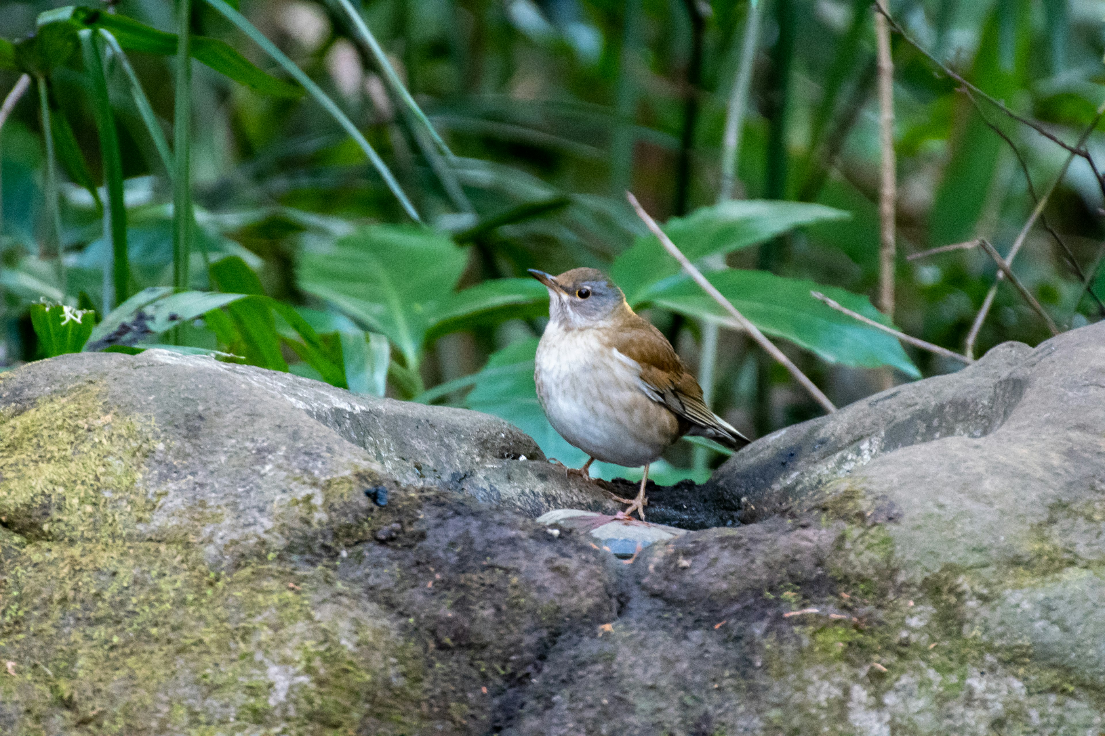 緑の背景に立つ小さな鳥が岩の上にいます