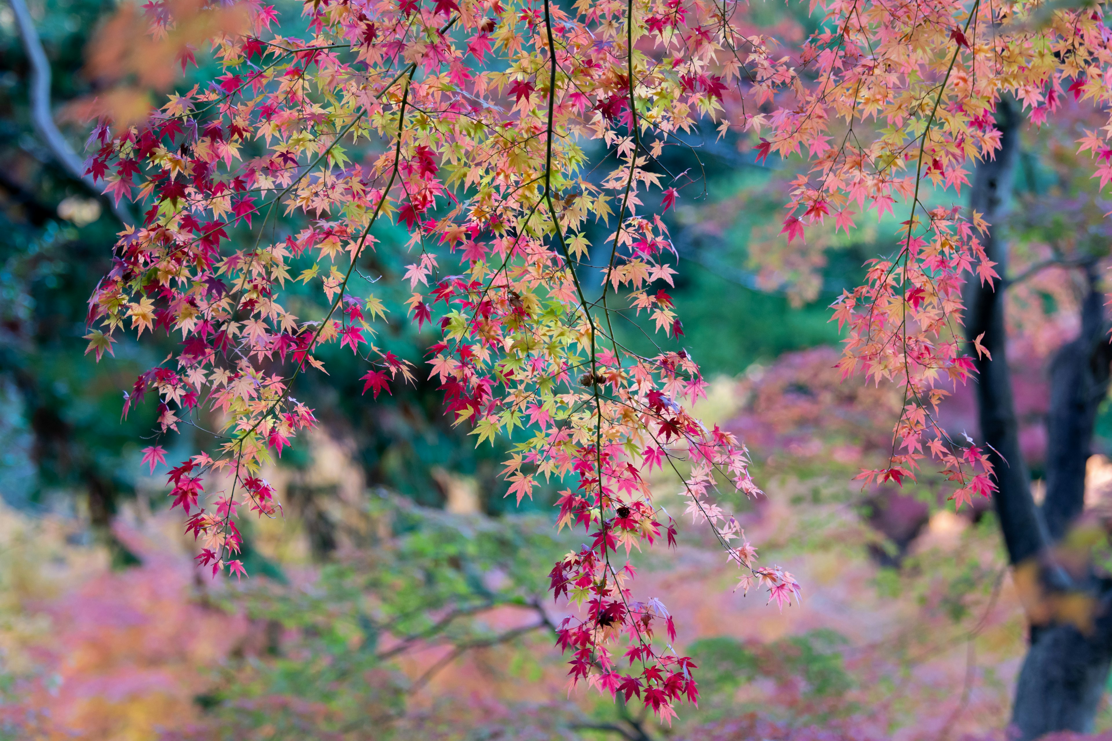 ใบไม้เปลี่ยนสีในฤดูใบไม้ร่วงที่มีสีสันสดใส