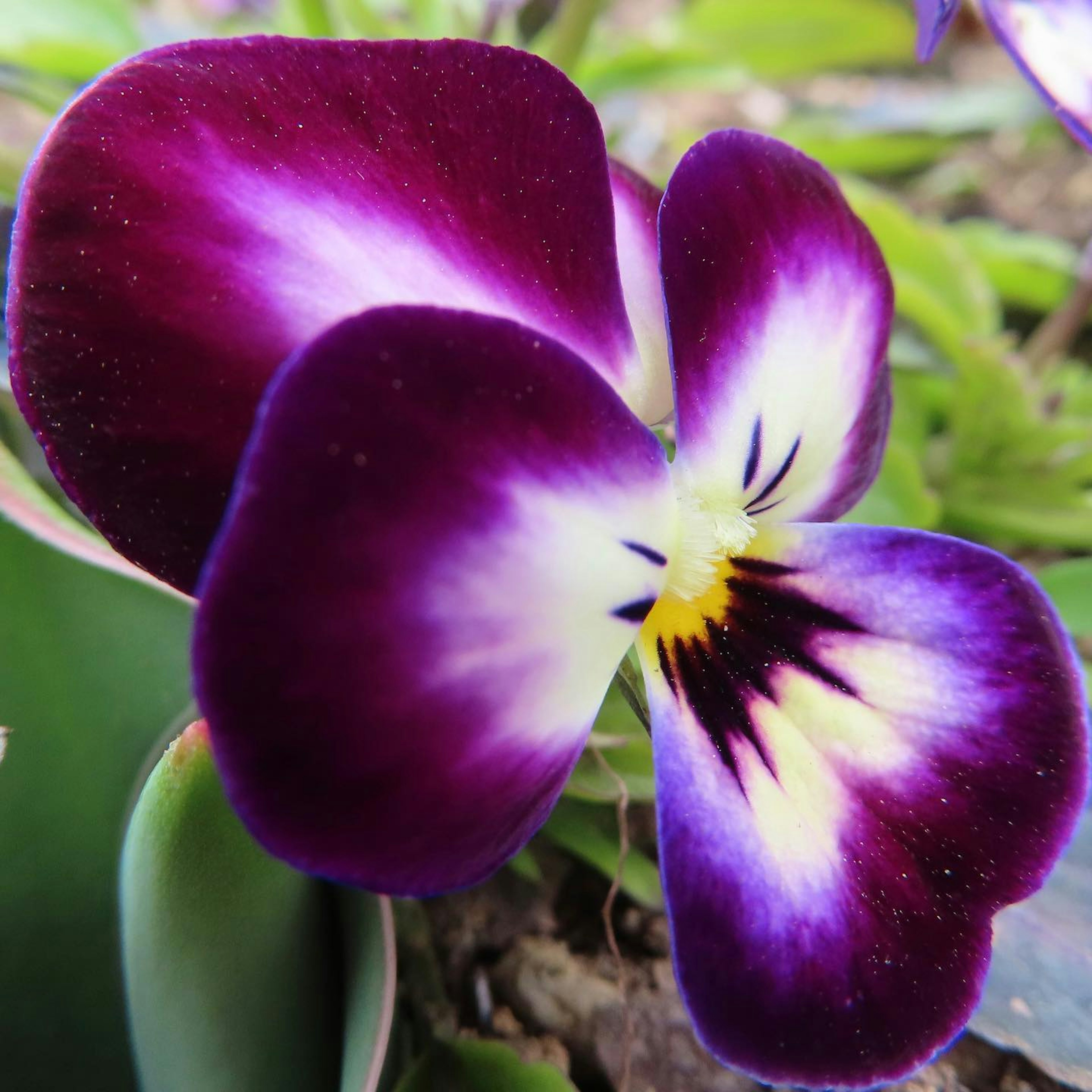 Vibrant purple and white pansy flower in bloom