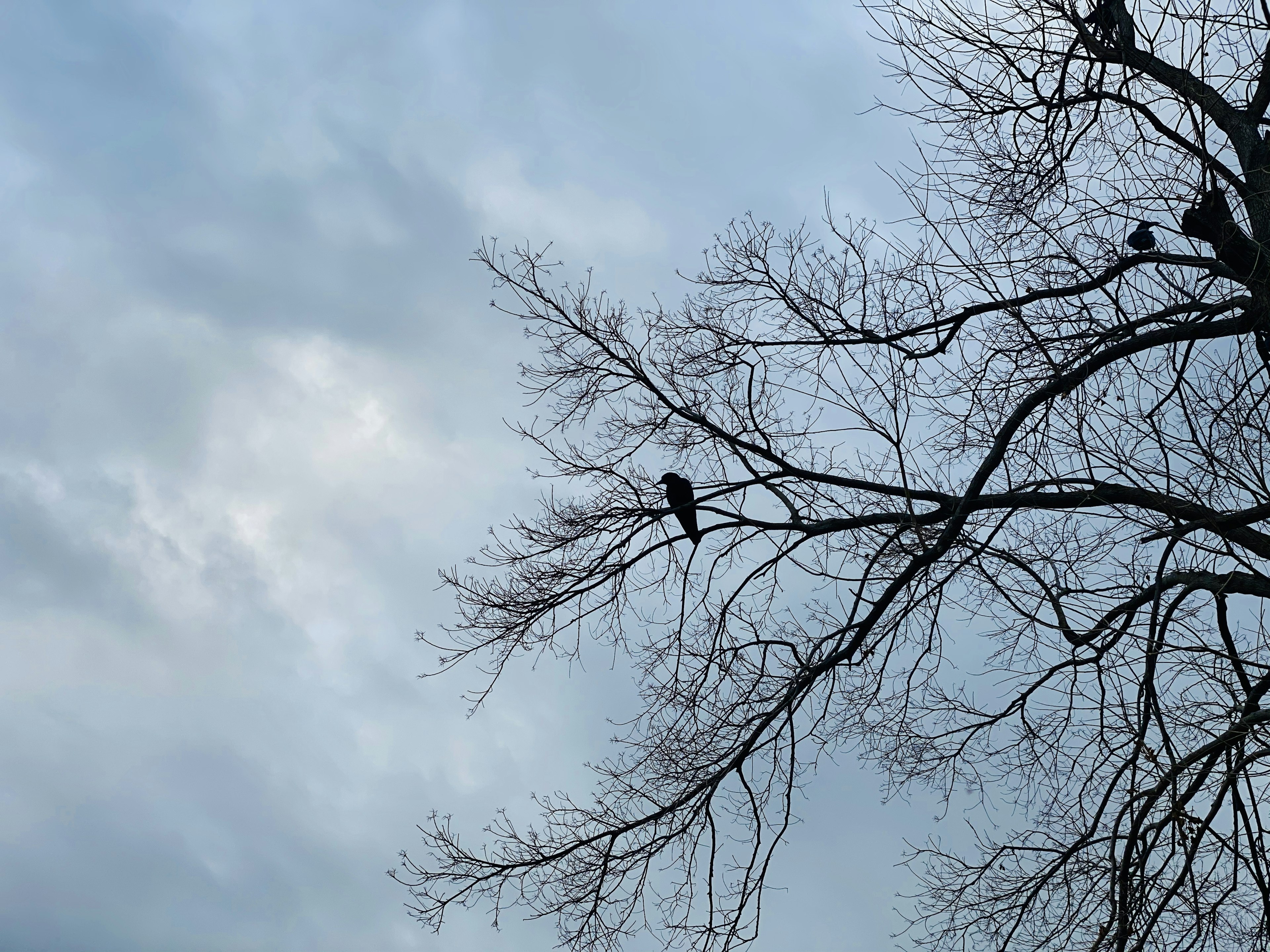 鳥棲息在樹枝上，背後是多雲的天空