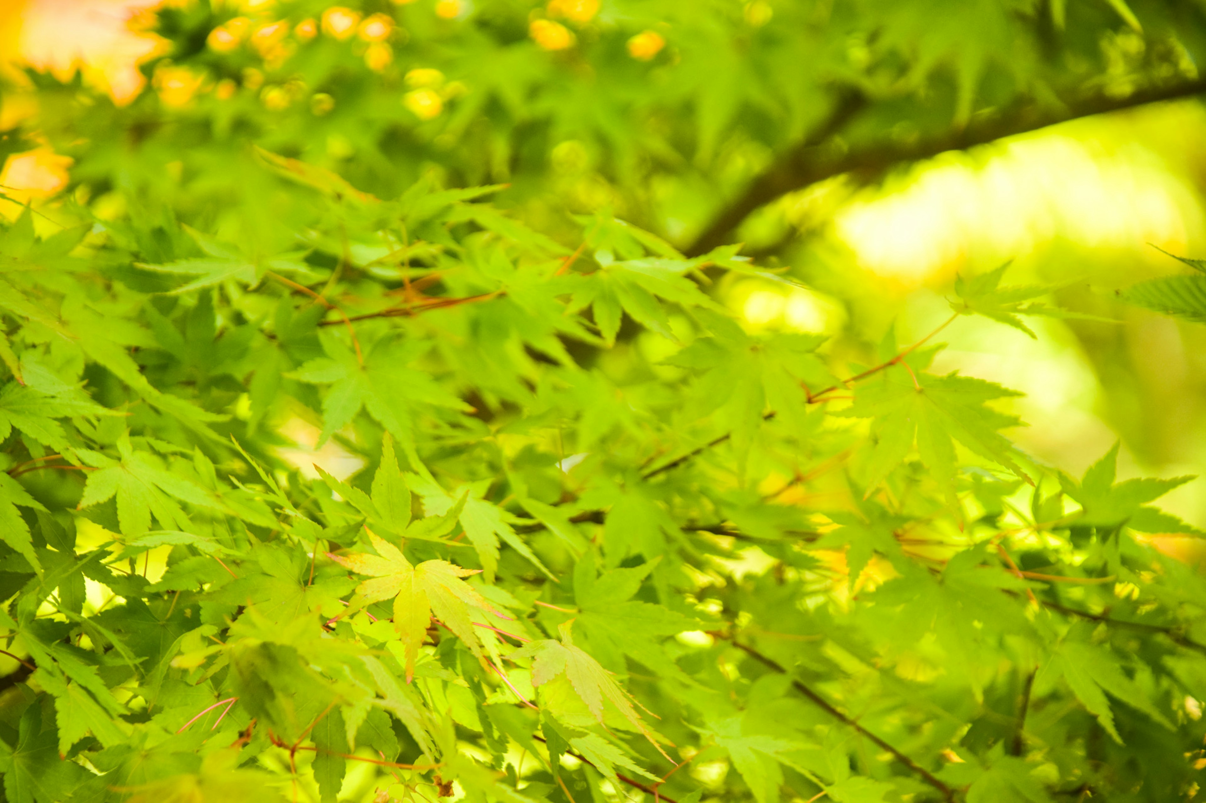 Gambar daun maple hijau yang cerah dalam dedaunan subur