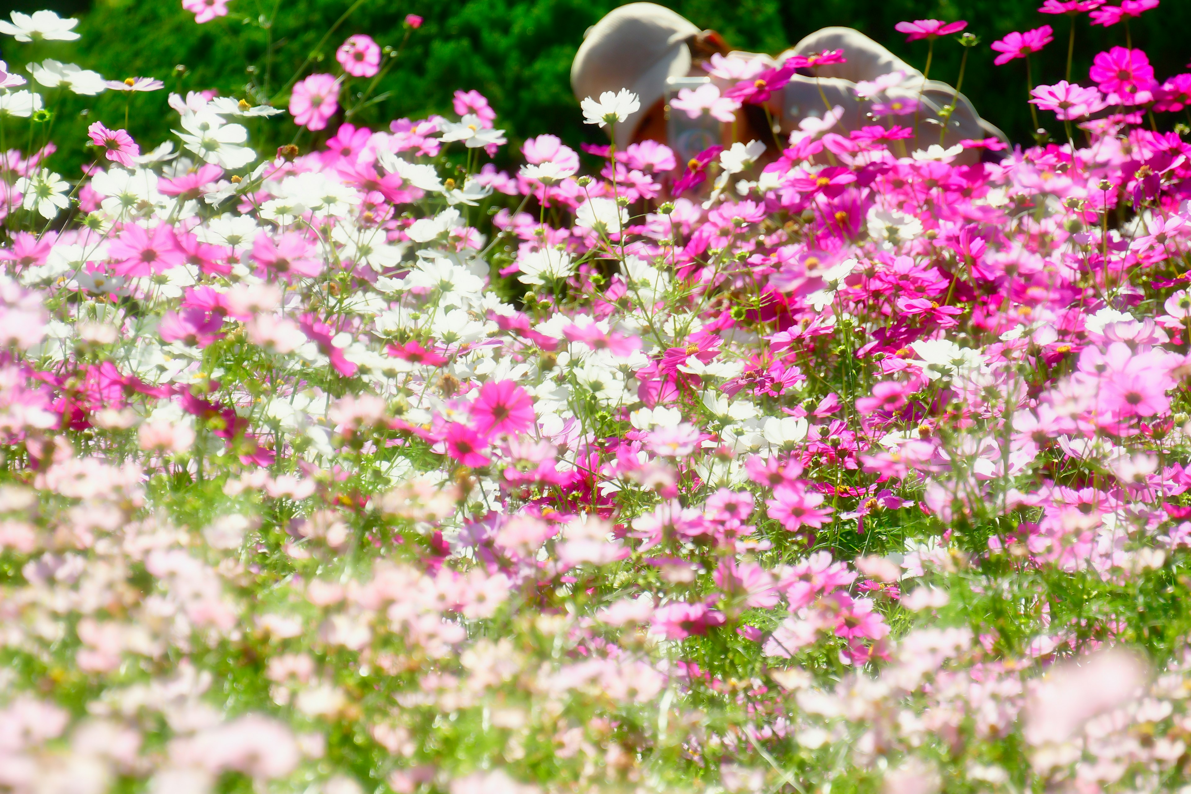 色とりどりのコスモスの花畑にいる人物