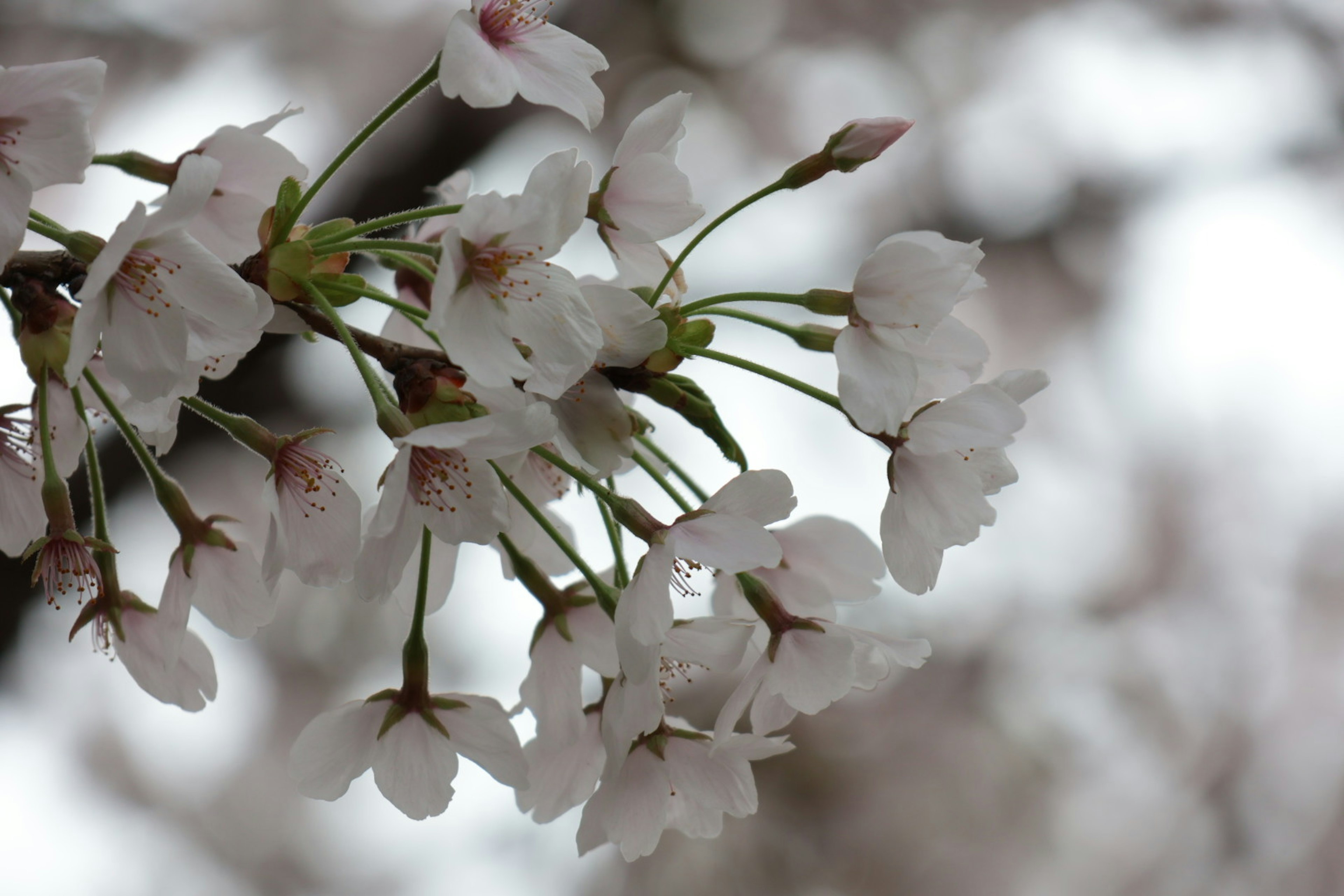 Tutup dekat bunga sakura menunjukkan kelopak putih dan tunas