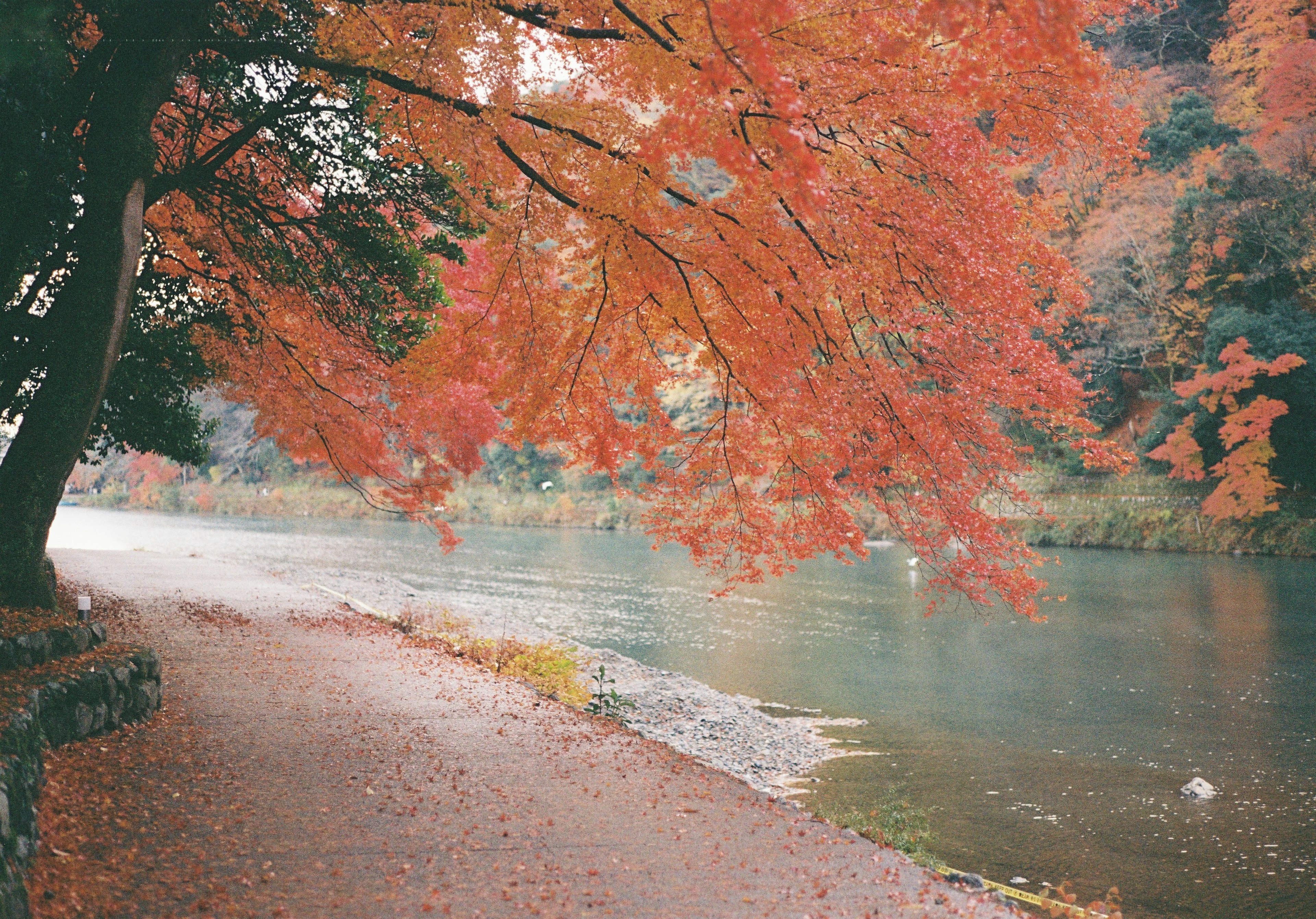 Scena autunnale con foglie rosse vivaci lungo un fiume