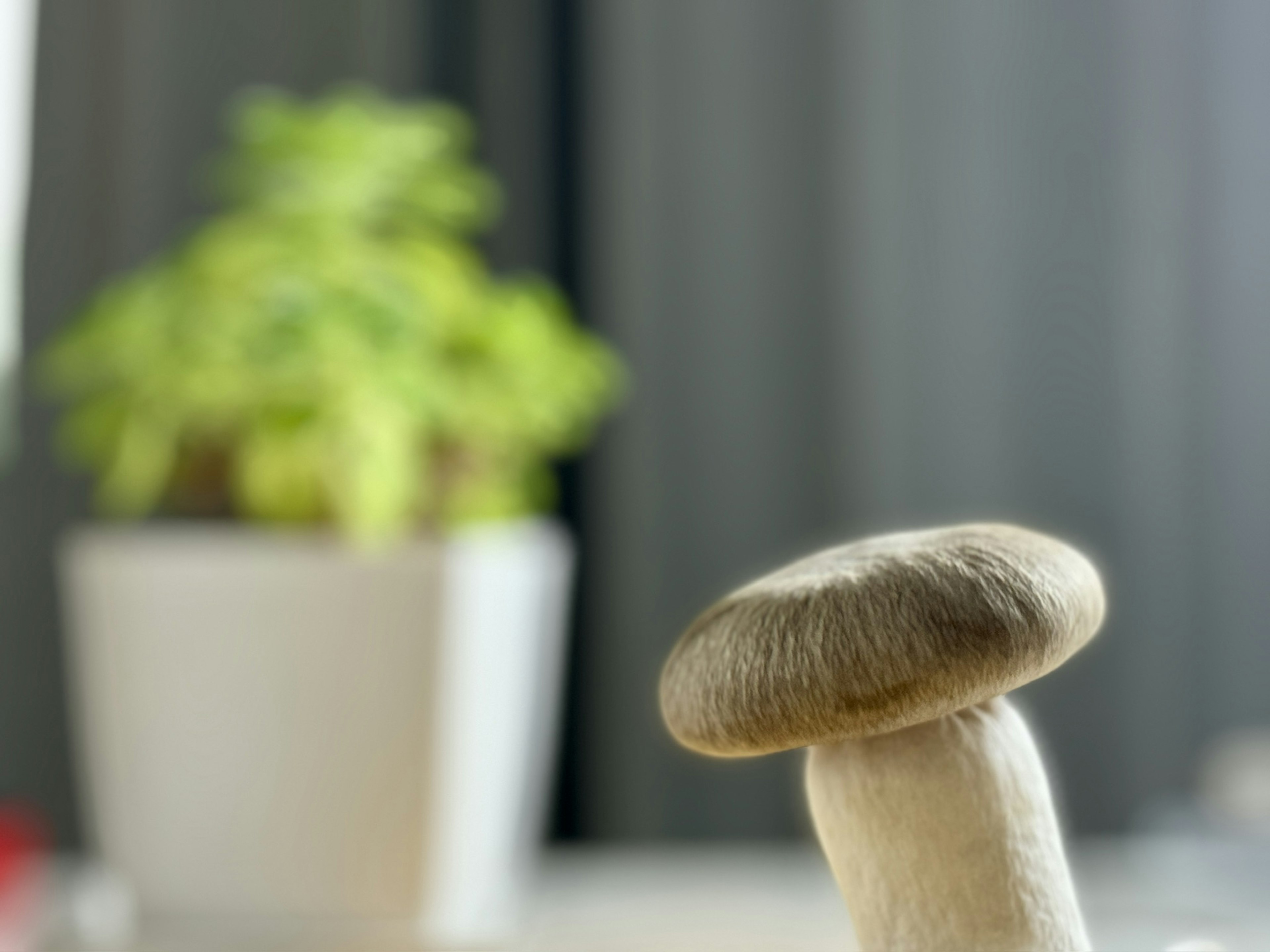 Primer plano de un hongo con una planta en maceta al fondo