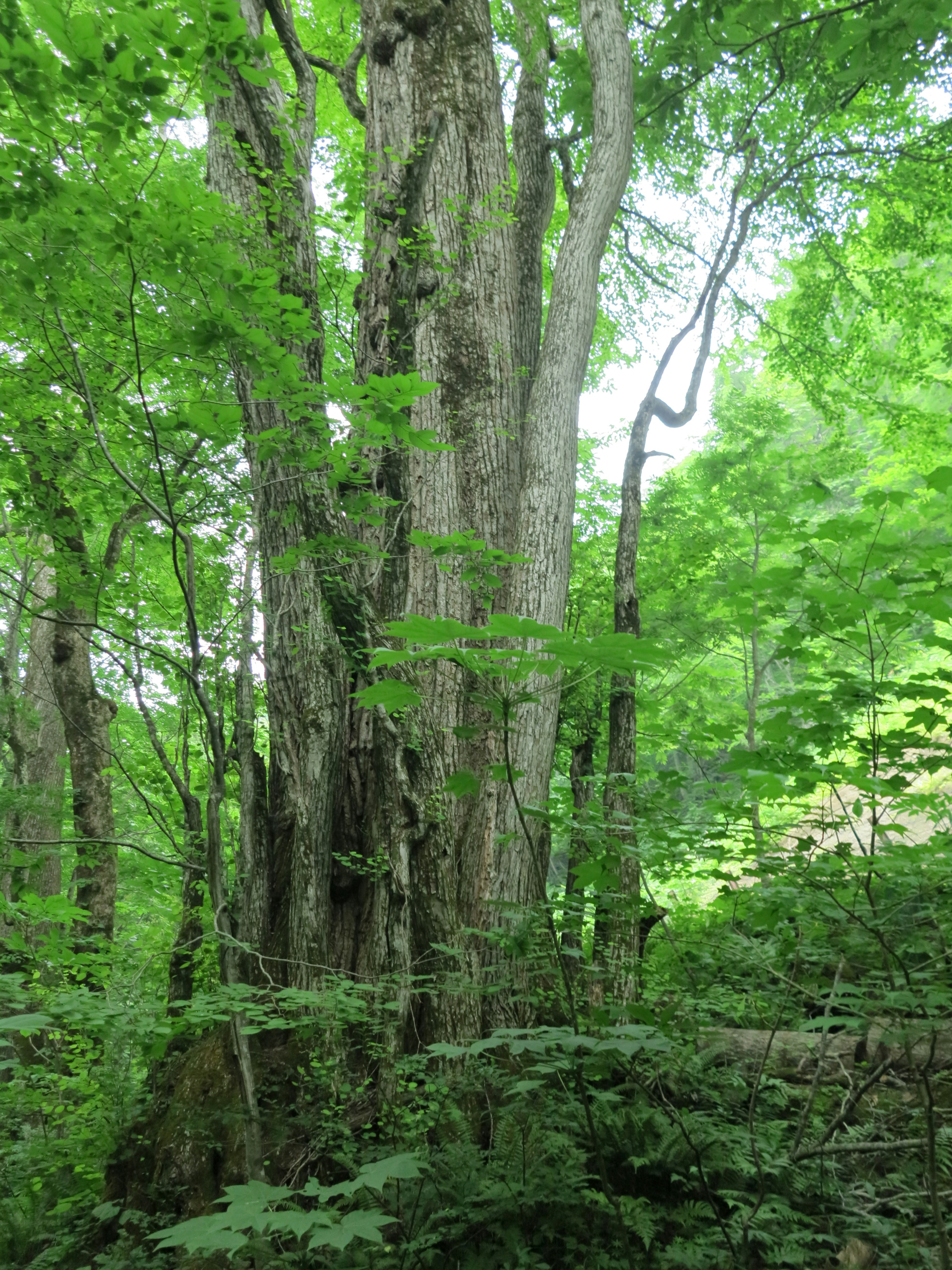 Un gruppo di grandi alberi in una foresta verdeggiante