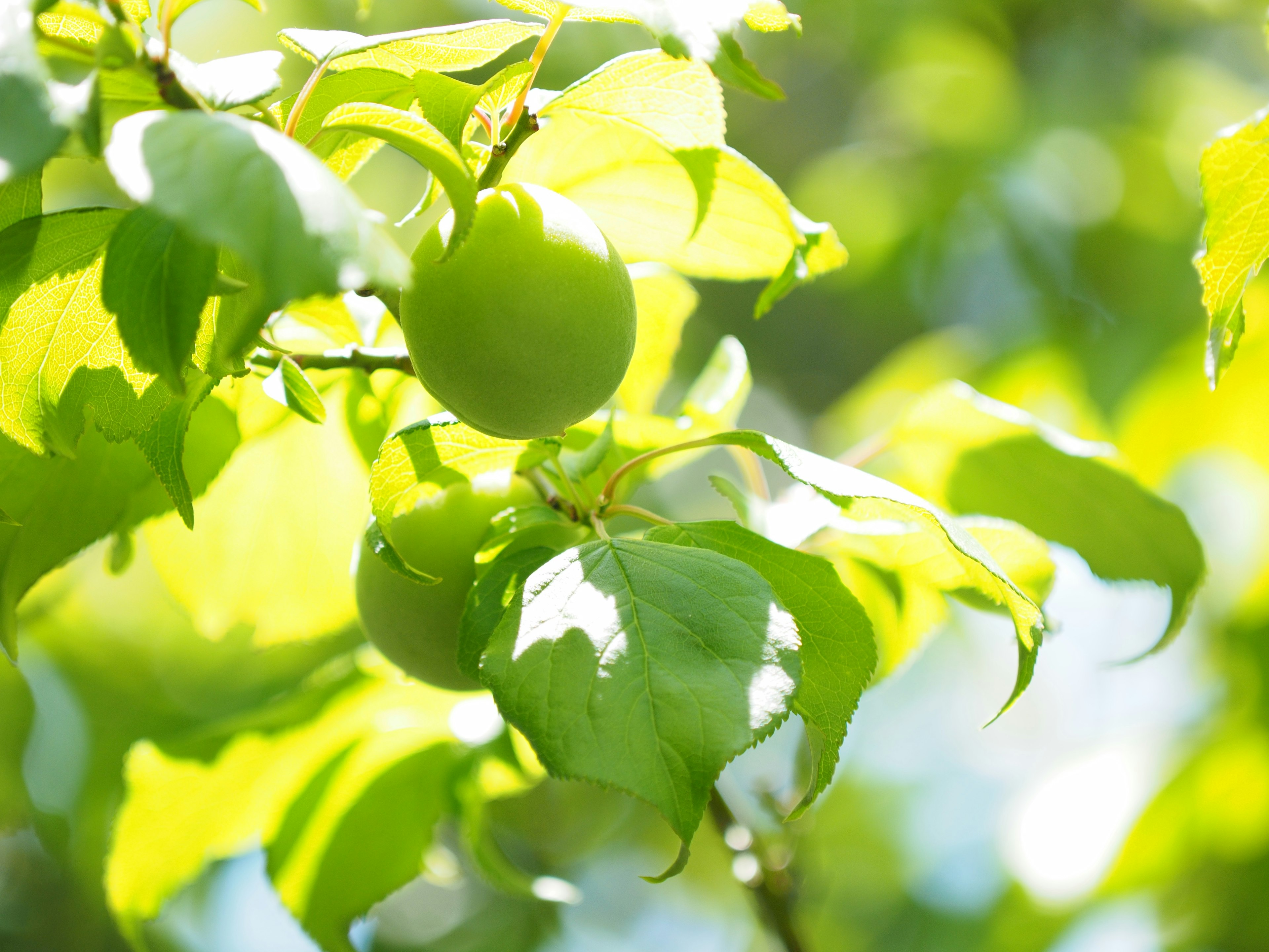 Bright green leaves with unripe green fruits