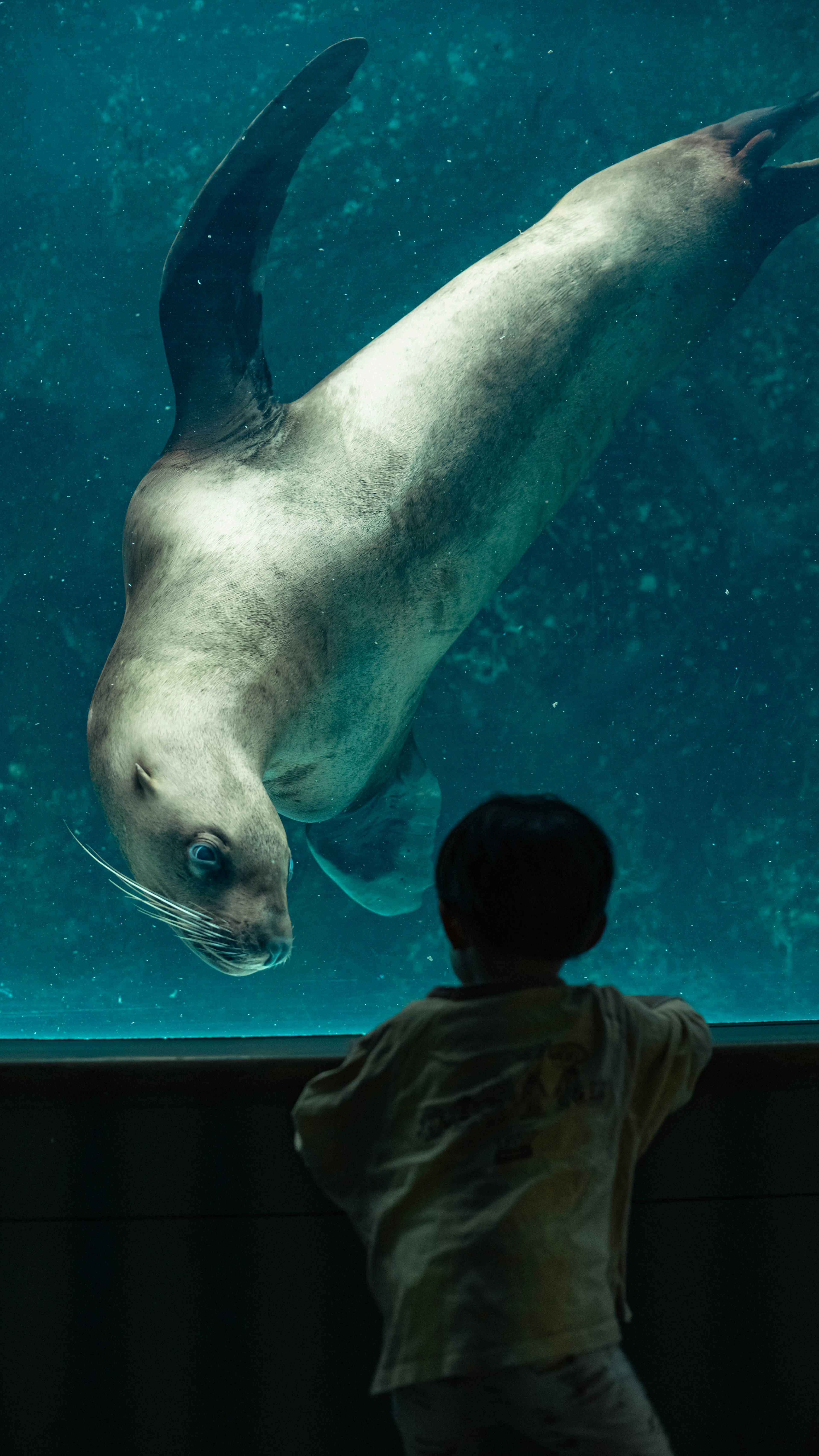 Niño mirando a un león marino a través del vidrio del acuario