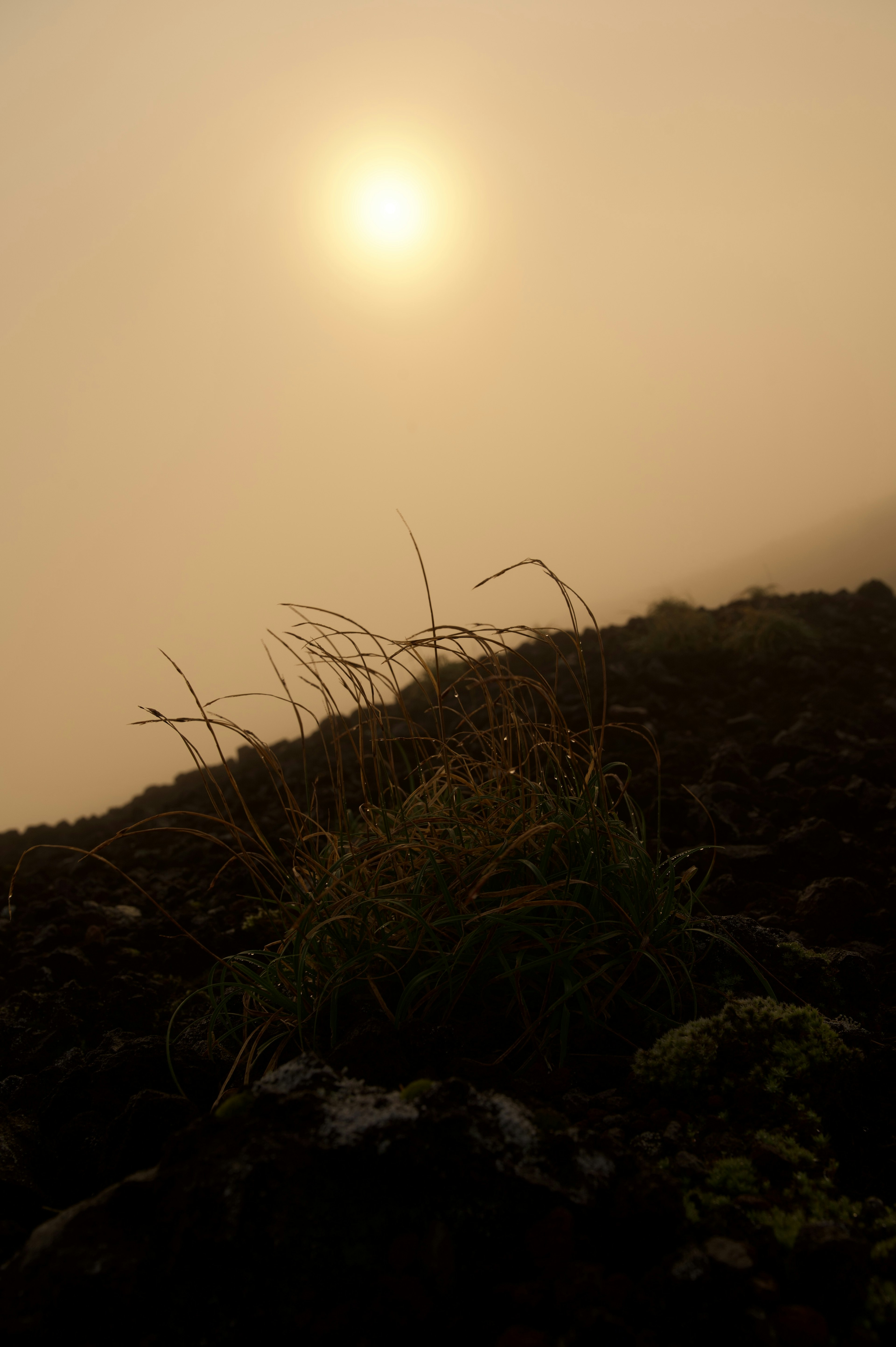 Silhouette of grass with the sun setting through fog