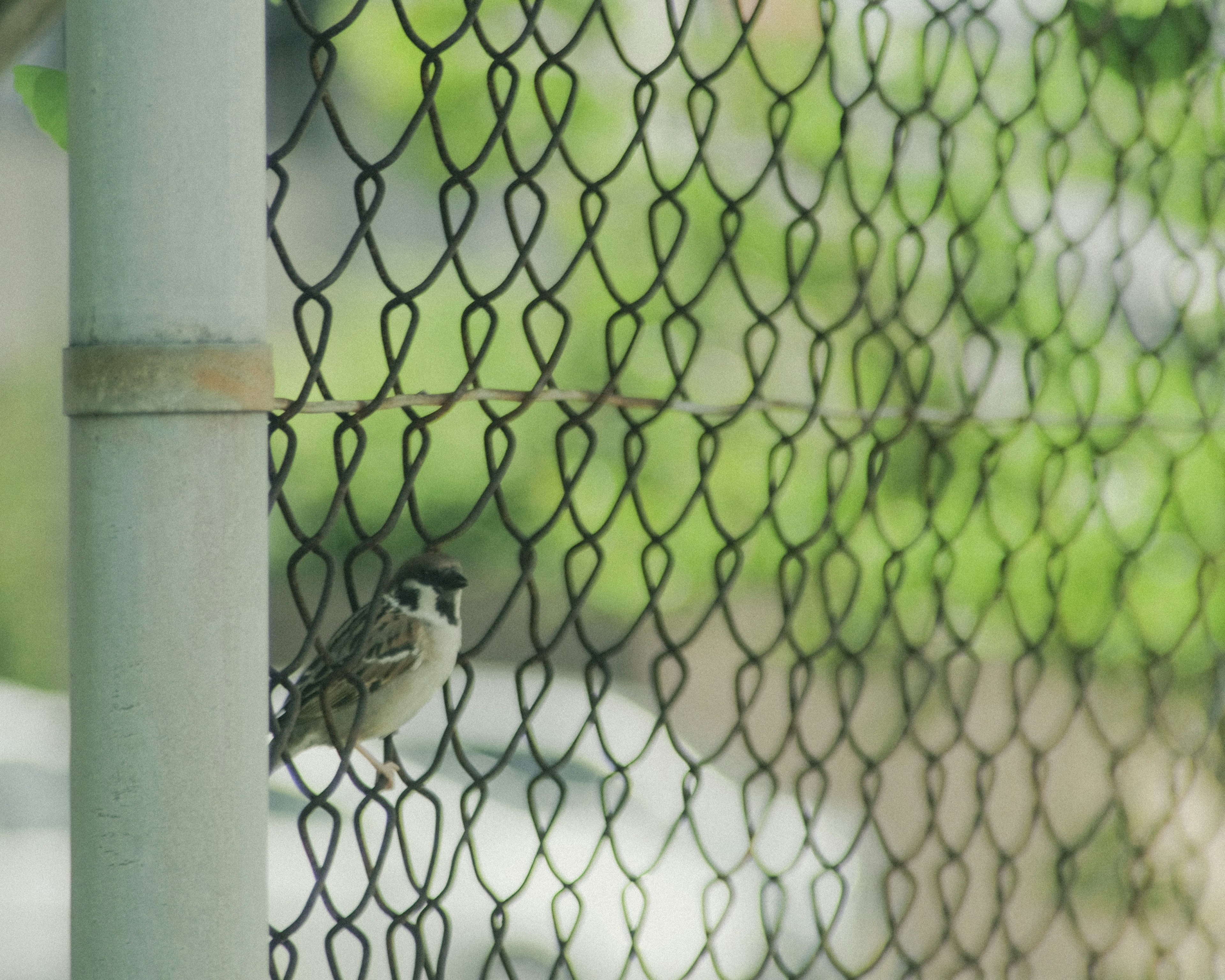 Burung bertengger di pagar dengan latar belakang hijau dan detail jaring