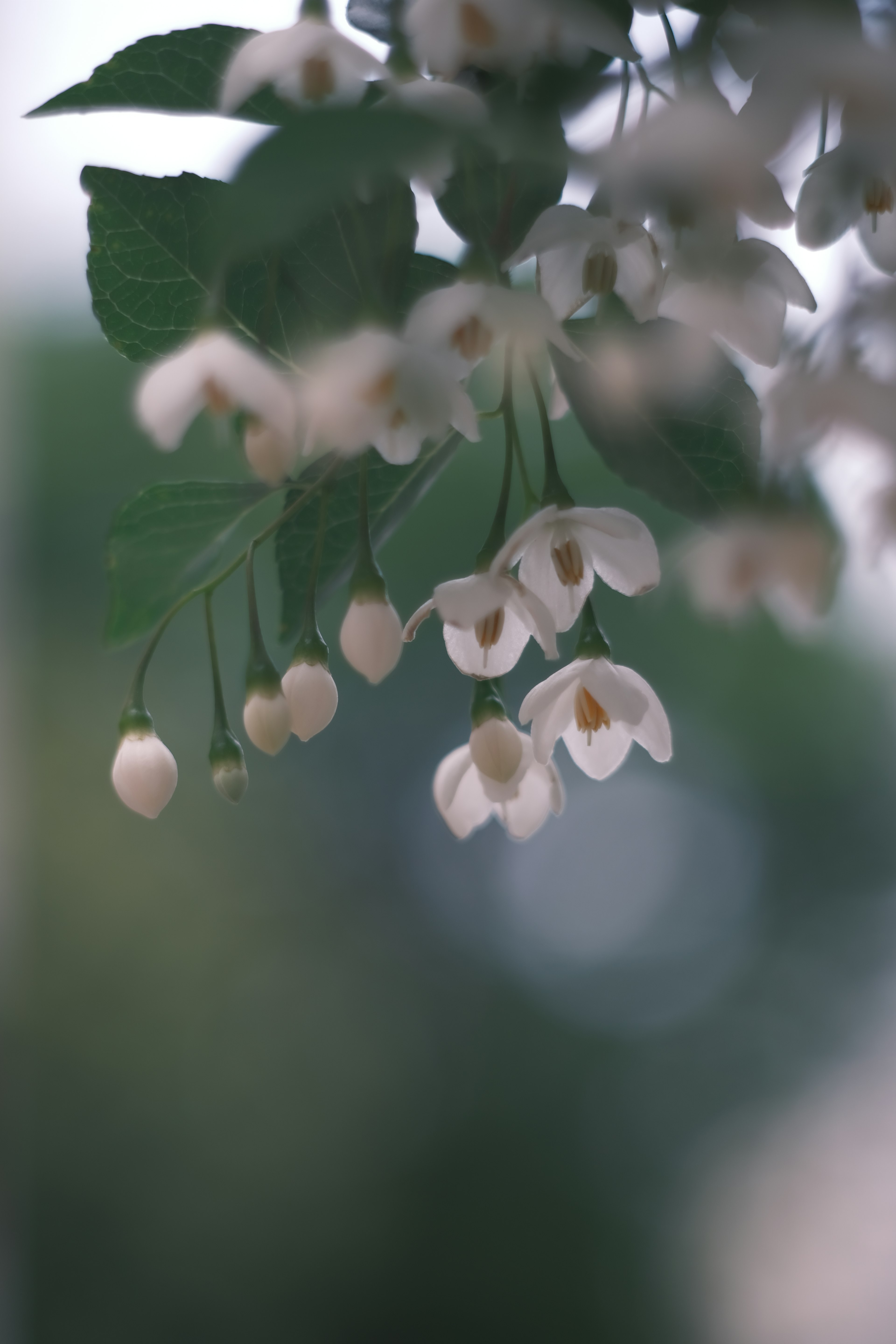 Close-up of branches with white flowers and green leaves