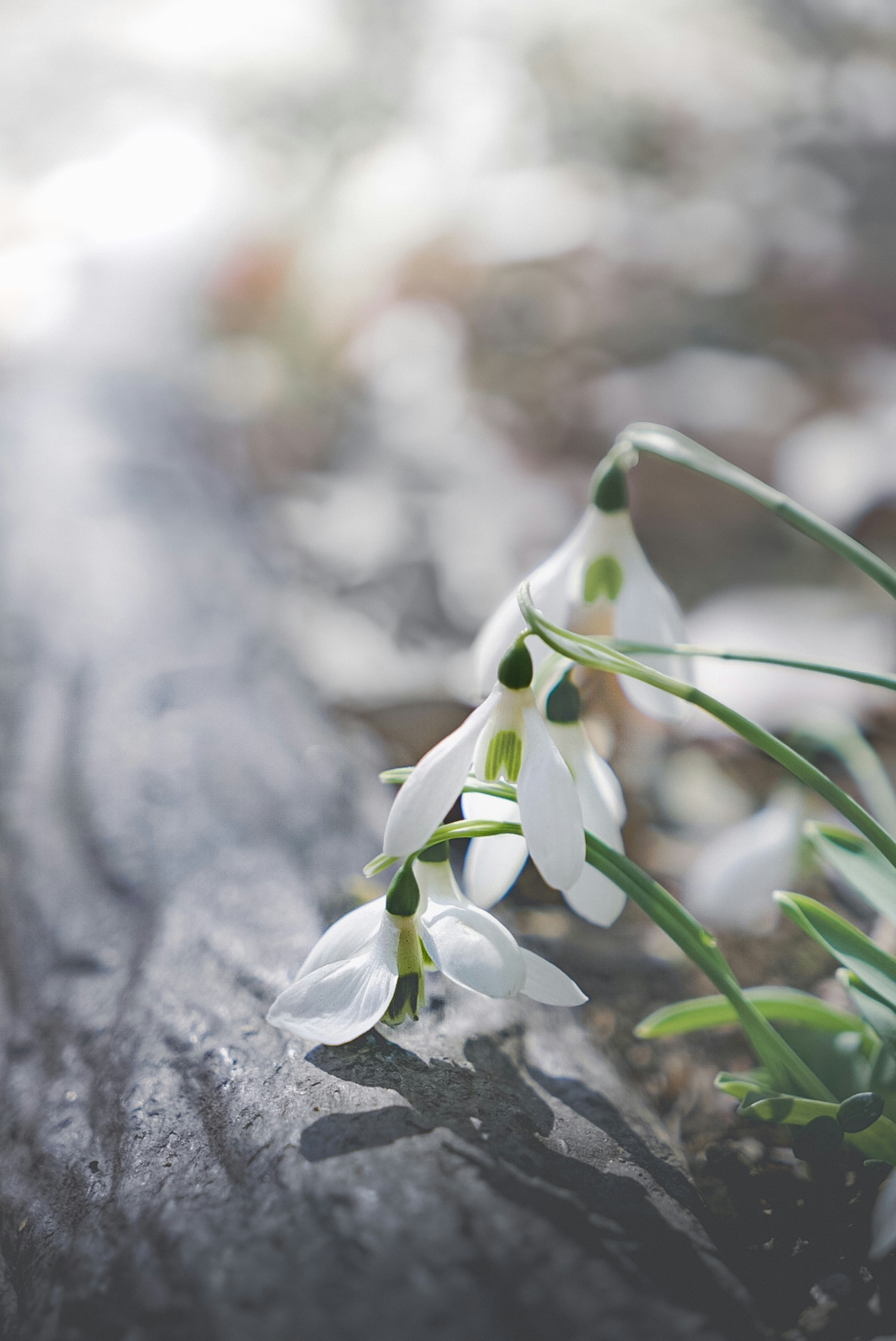 Primo piano di fiori bianchi di bucaneve che fioriscono su una superficie di legno