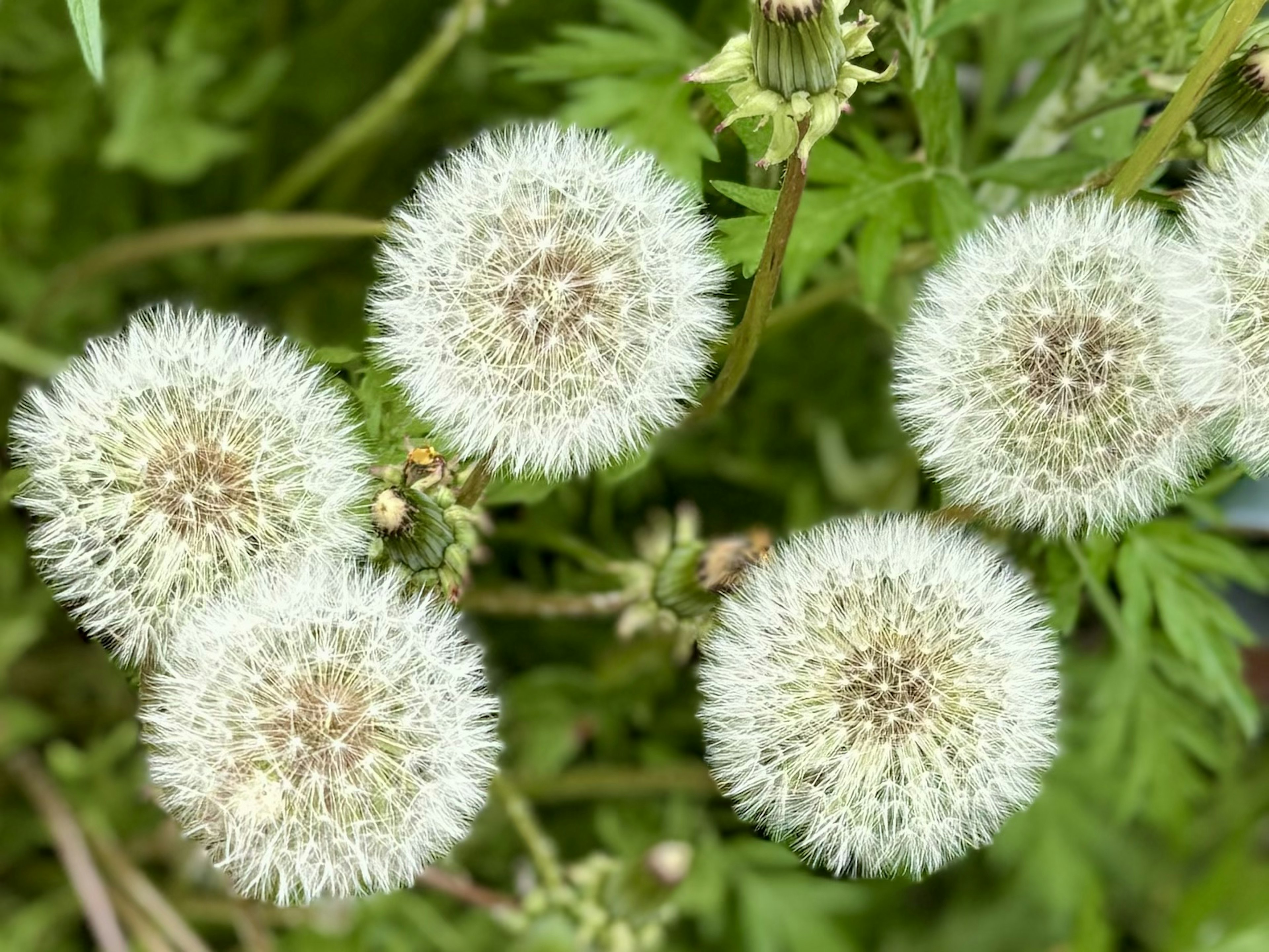 Grupo de flores blancas esponjosas con formas redondas