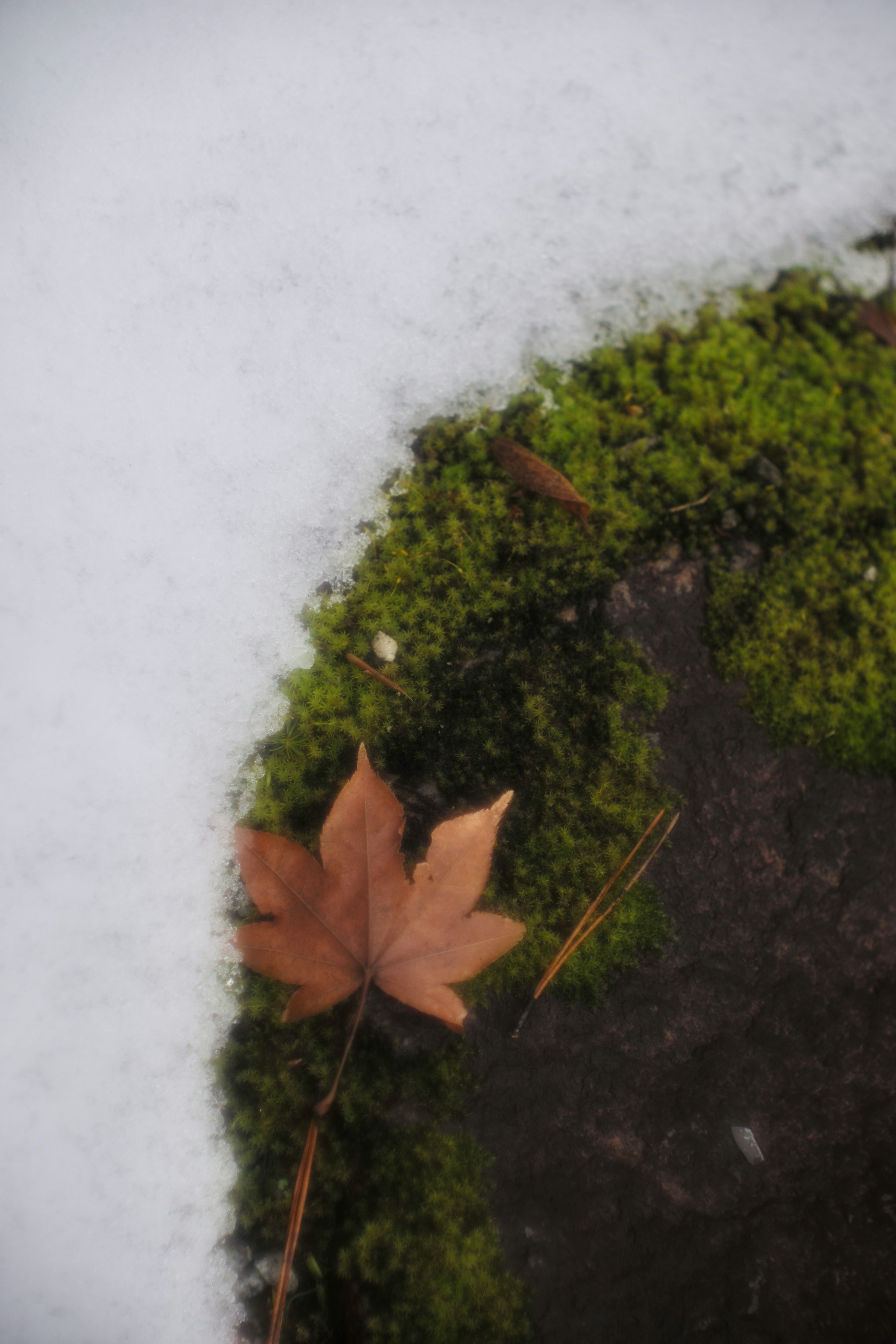 雪と苔の中にある枯れ葉のクローズアップ