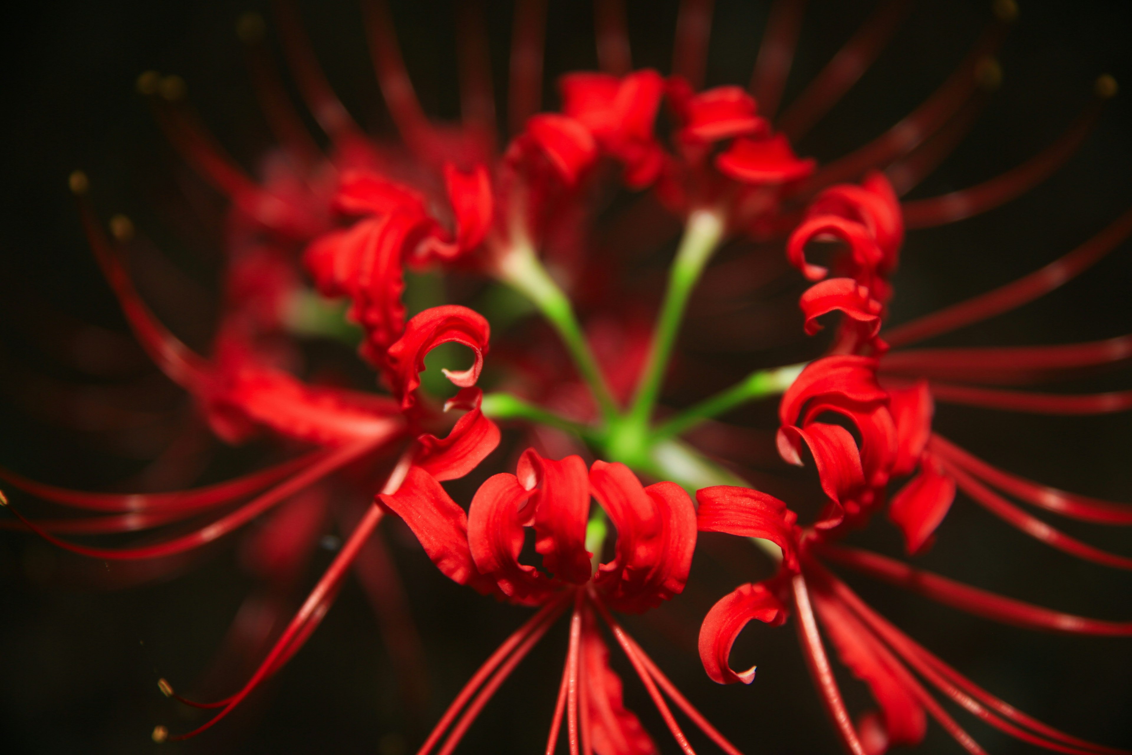 Close-up of a red flower with distinctive petals radiating from the center