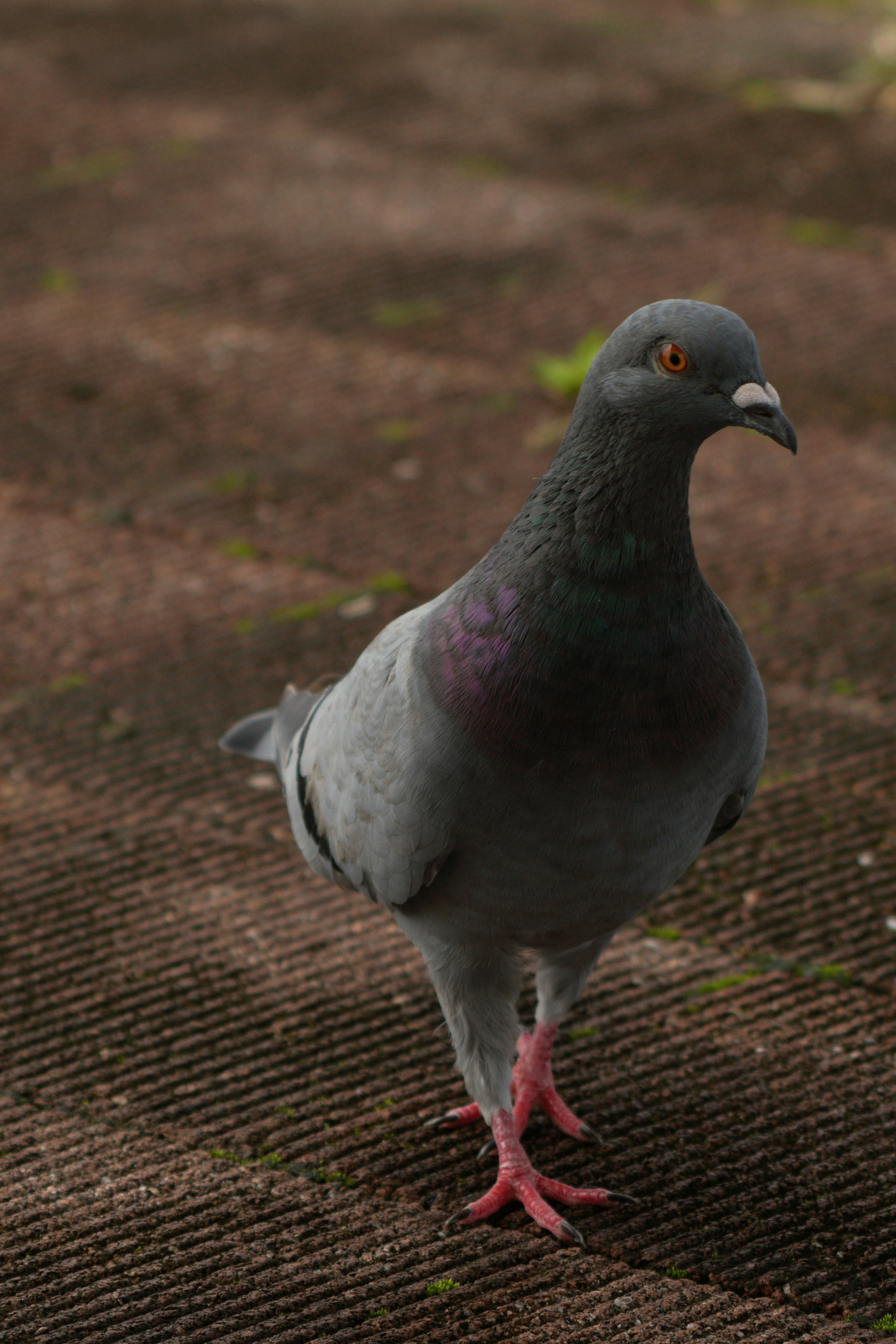 A gray pigeon standing on the ground