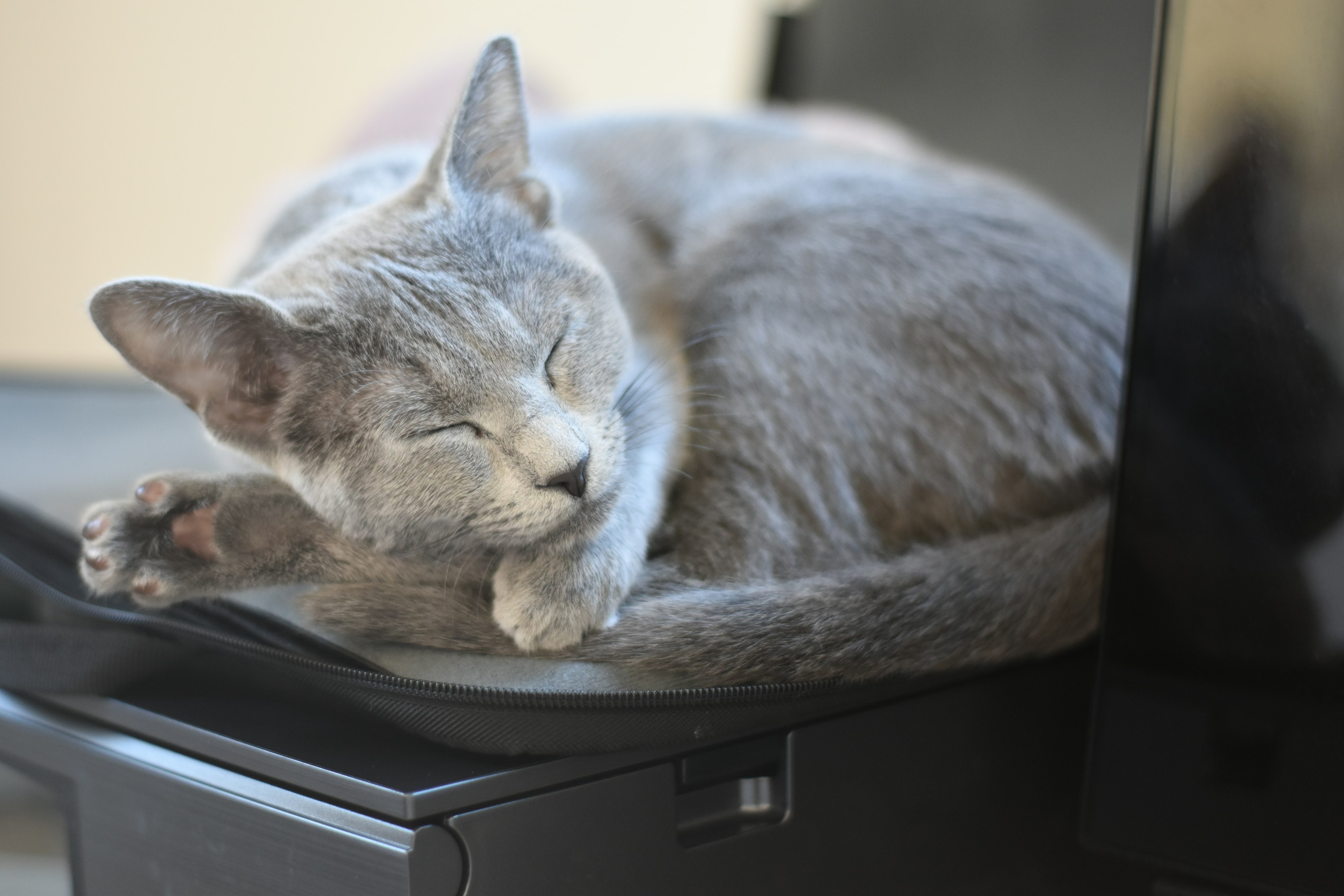 Gato gris acurrucado durmiendo sobre una impresora