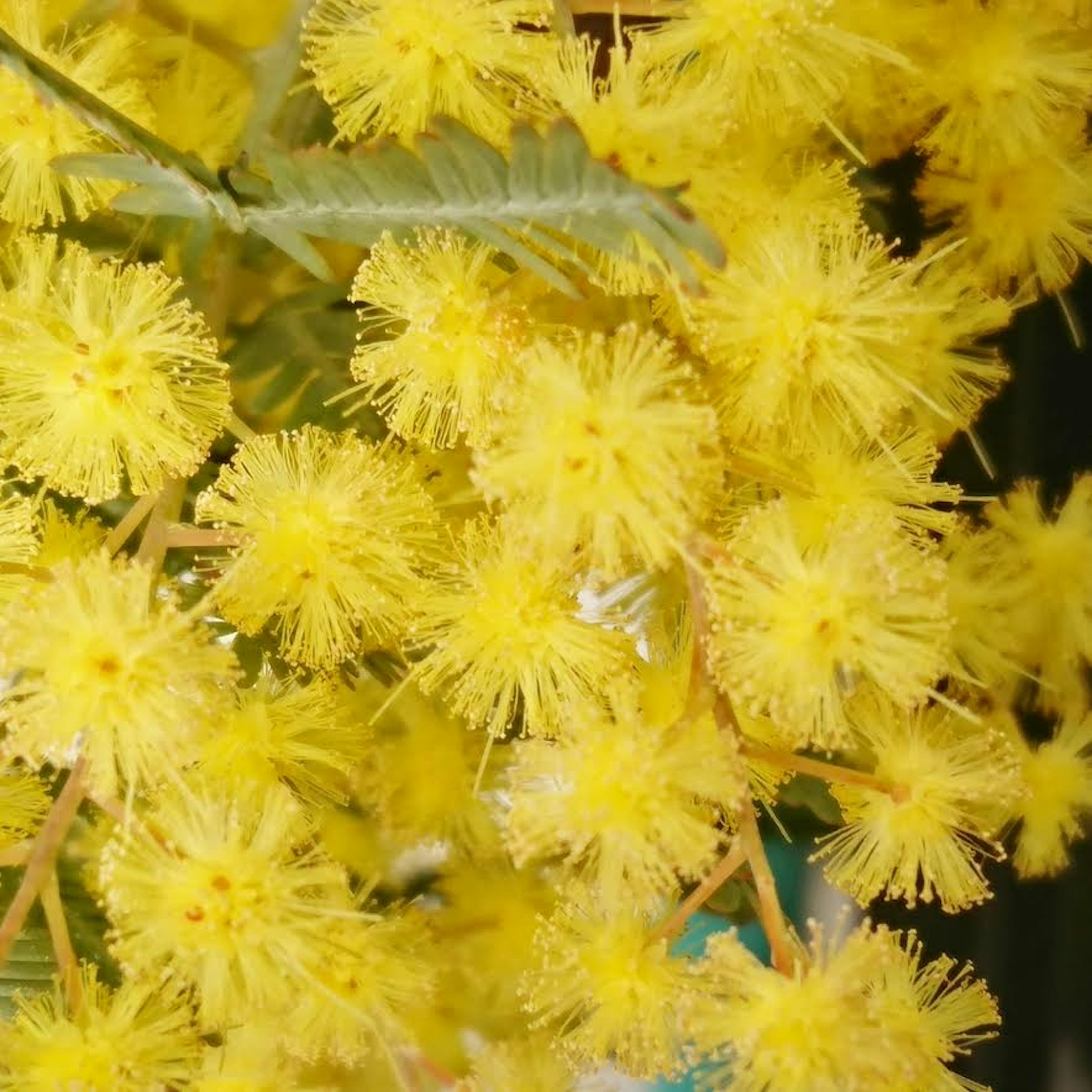 Gros plan de fleurs jaunes vives avec des pétales duveteux en grappes