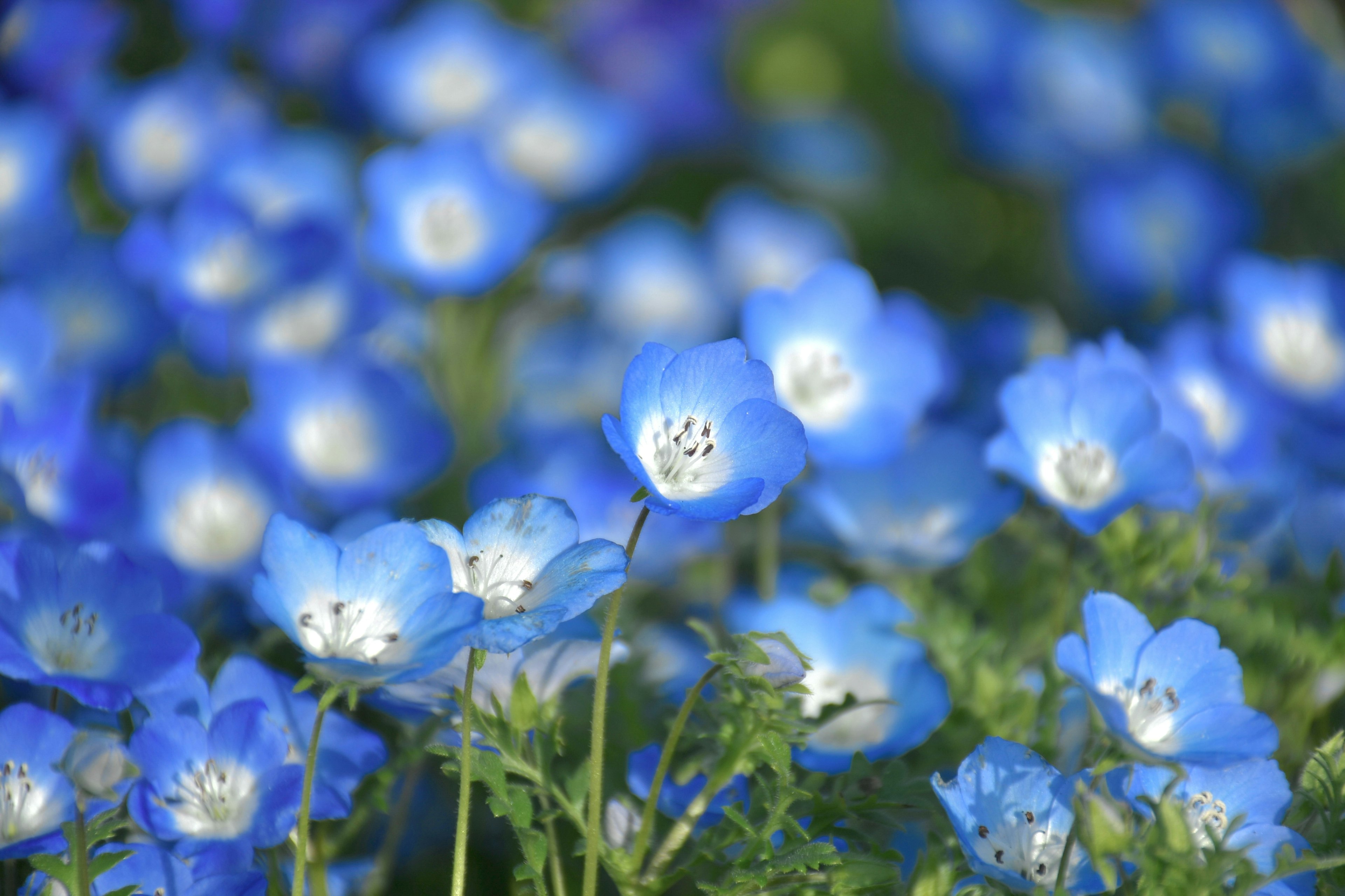 青い花が咲いている風景