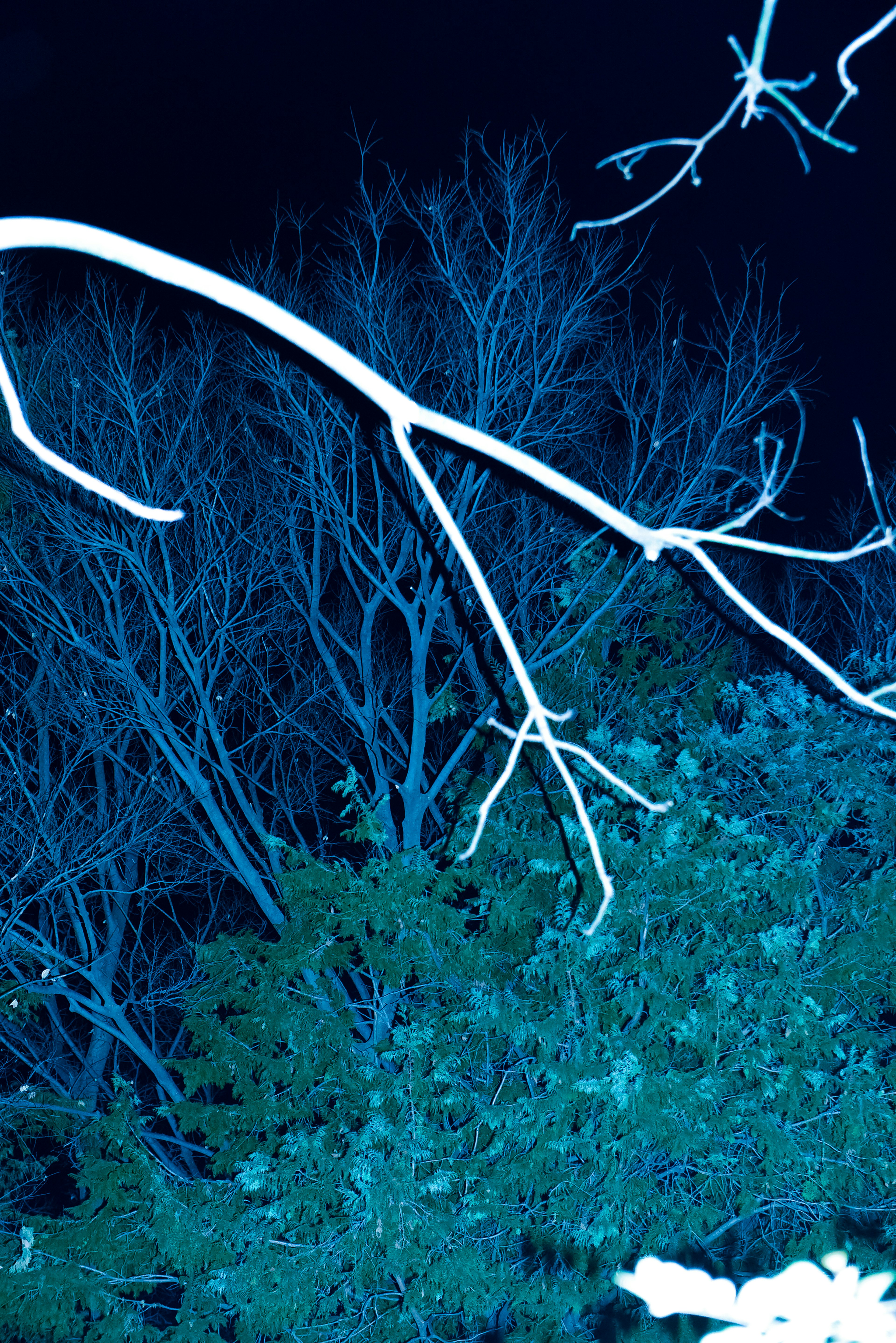 Scène nocturne avec des branches blanches et des silhouettes d'arbres sur fond bleu