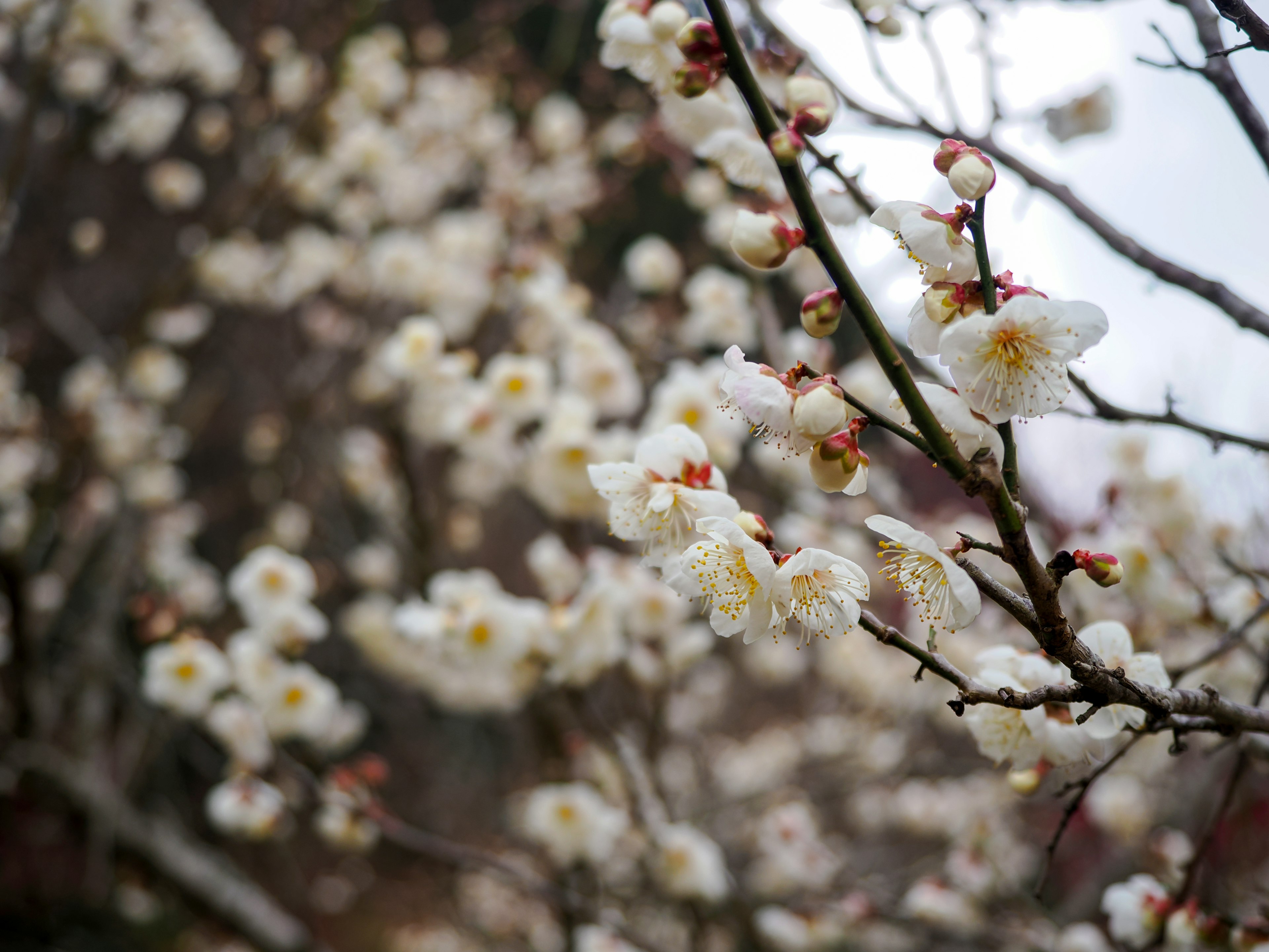 Close-up of plum tree branches with white blossoms