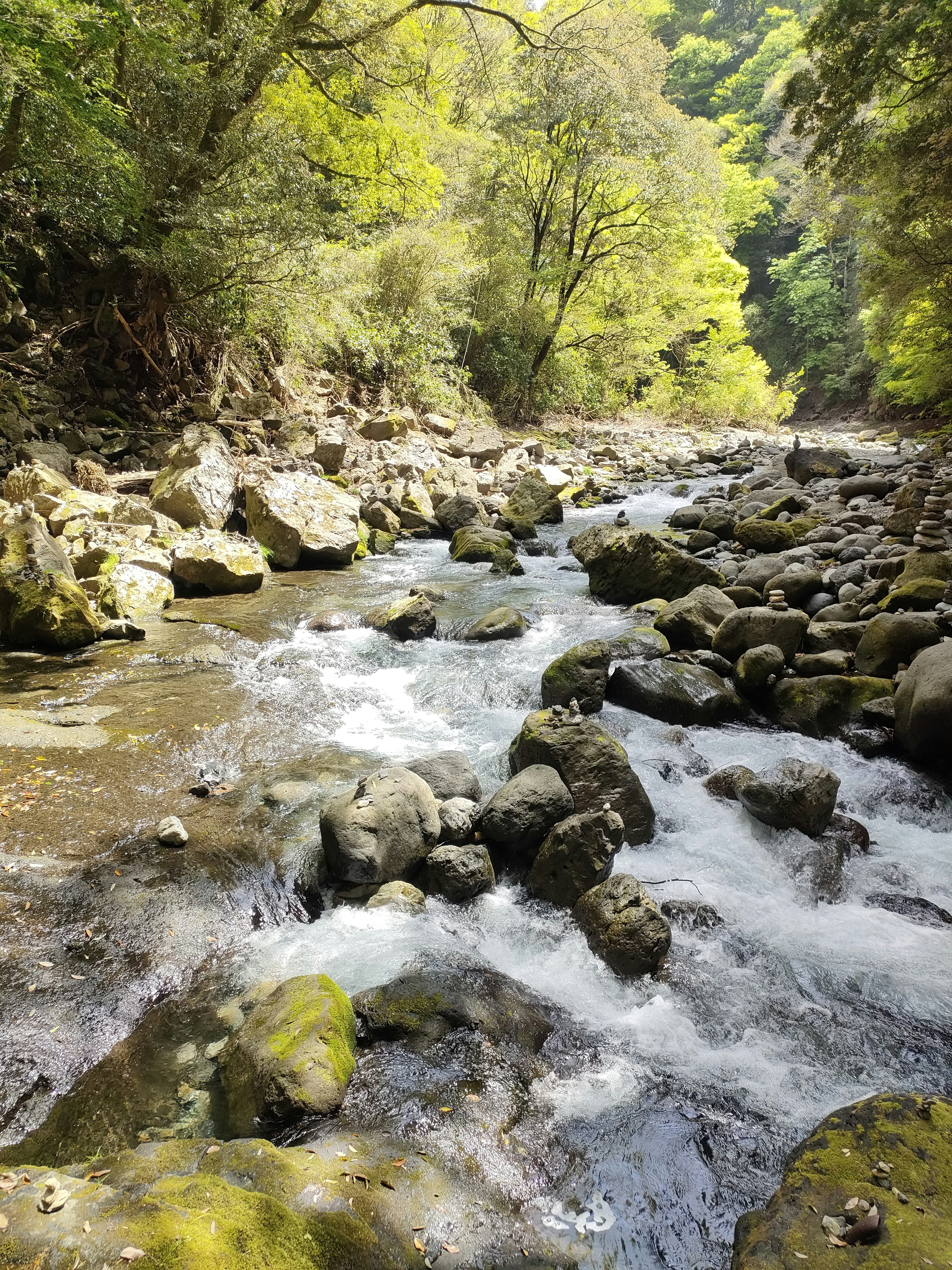 緑豊かな森林に囲まれた小川の流れ岩や苔のある風景