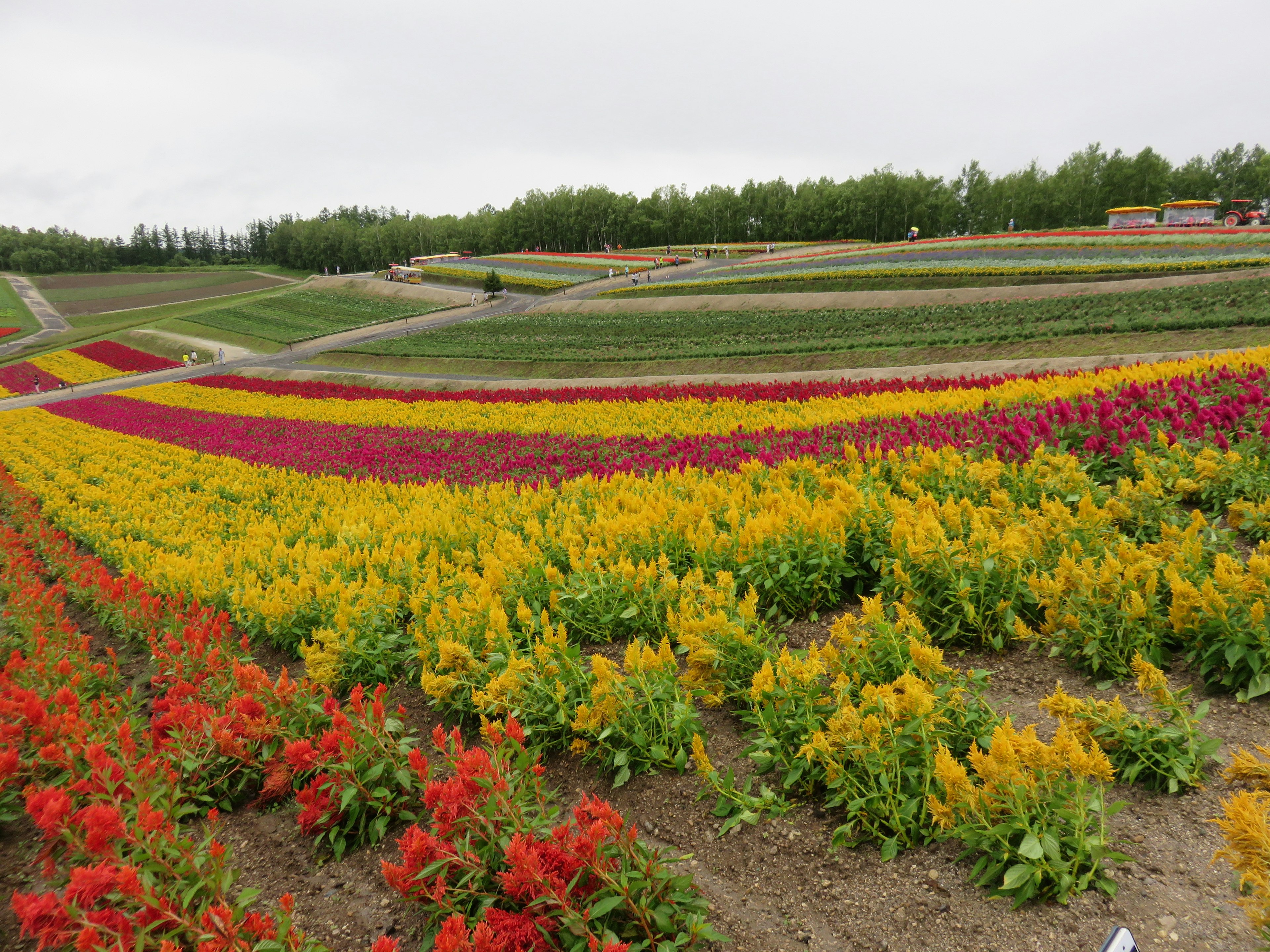 ทุ่งดอกไม้ที่มีสีสันสดใสพร้อมแถวของดอกไม้สีแดงสีเหลืองและสีม่วง