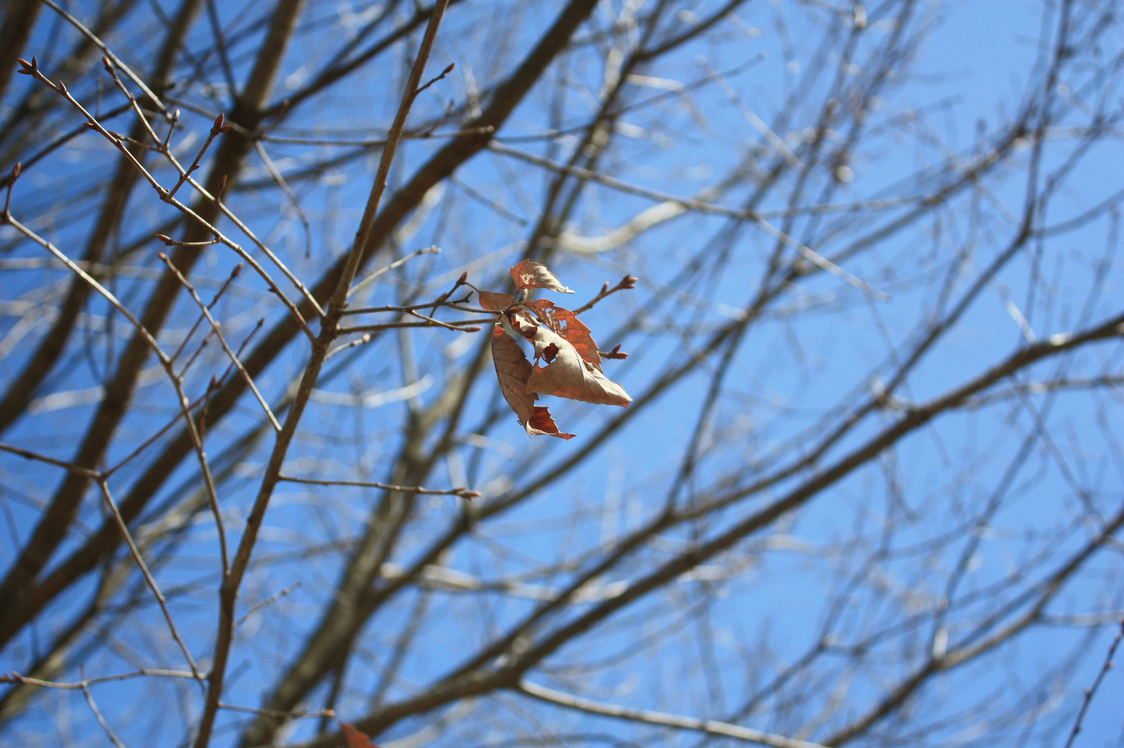 Una foglia secca solitaria appesa a un ramo nudo contro un cielo blu