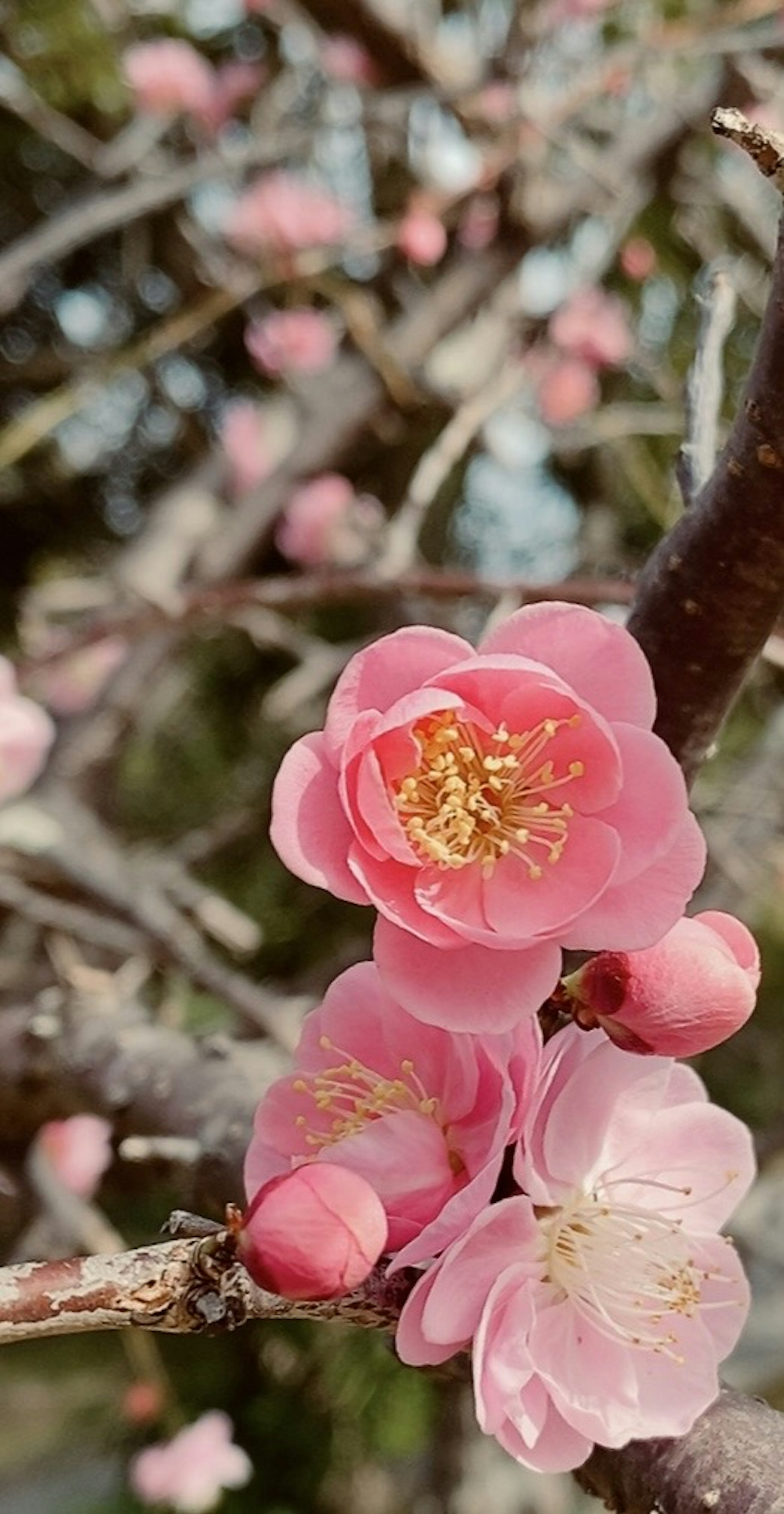 Nahaufnahme von rosa Pflaumenblüten an einem Zweig