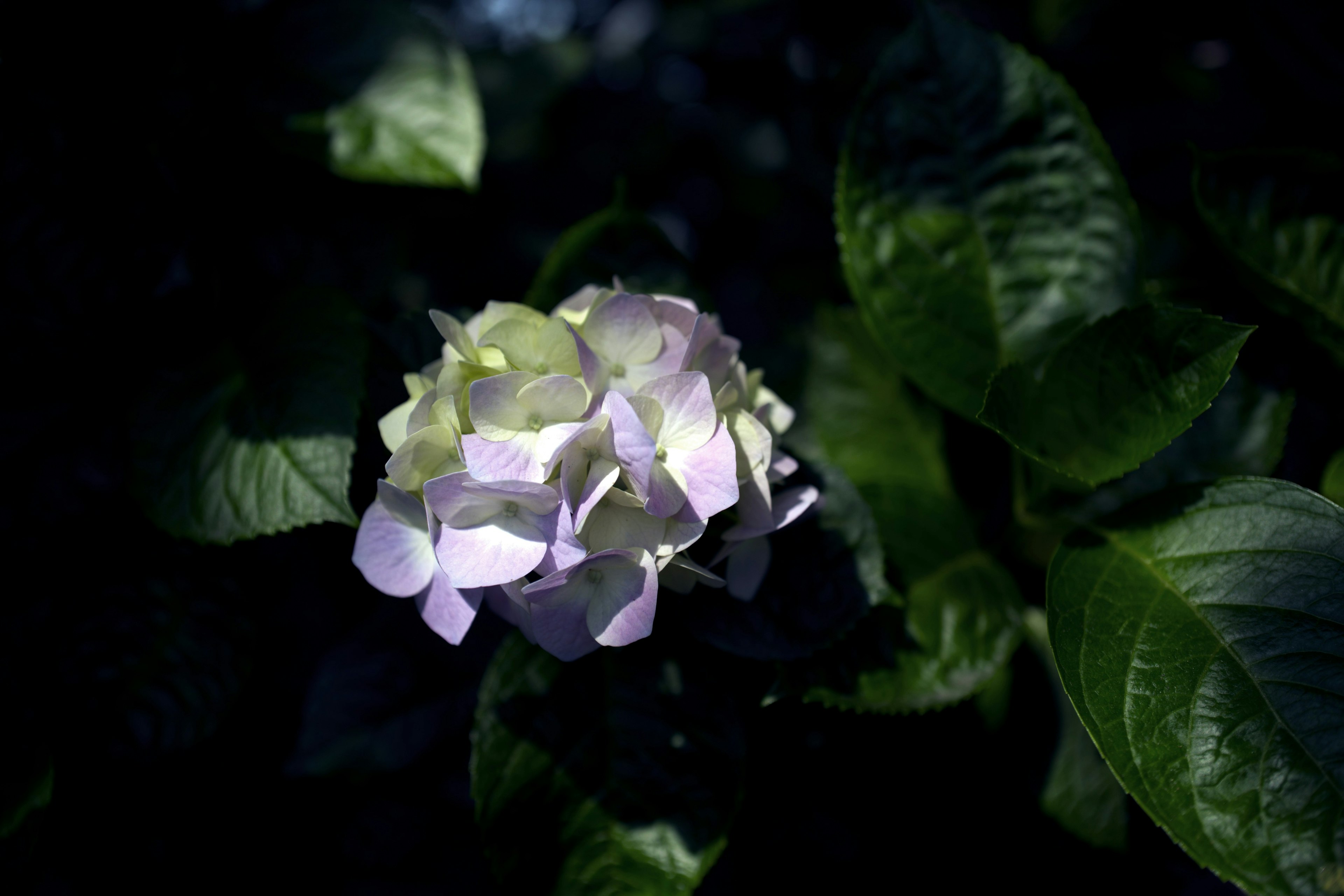 A pale purple hydrangea flower blooming against a dark background