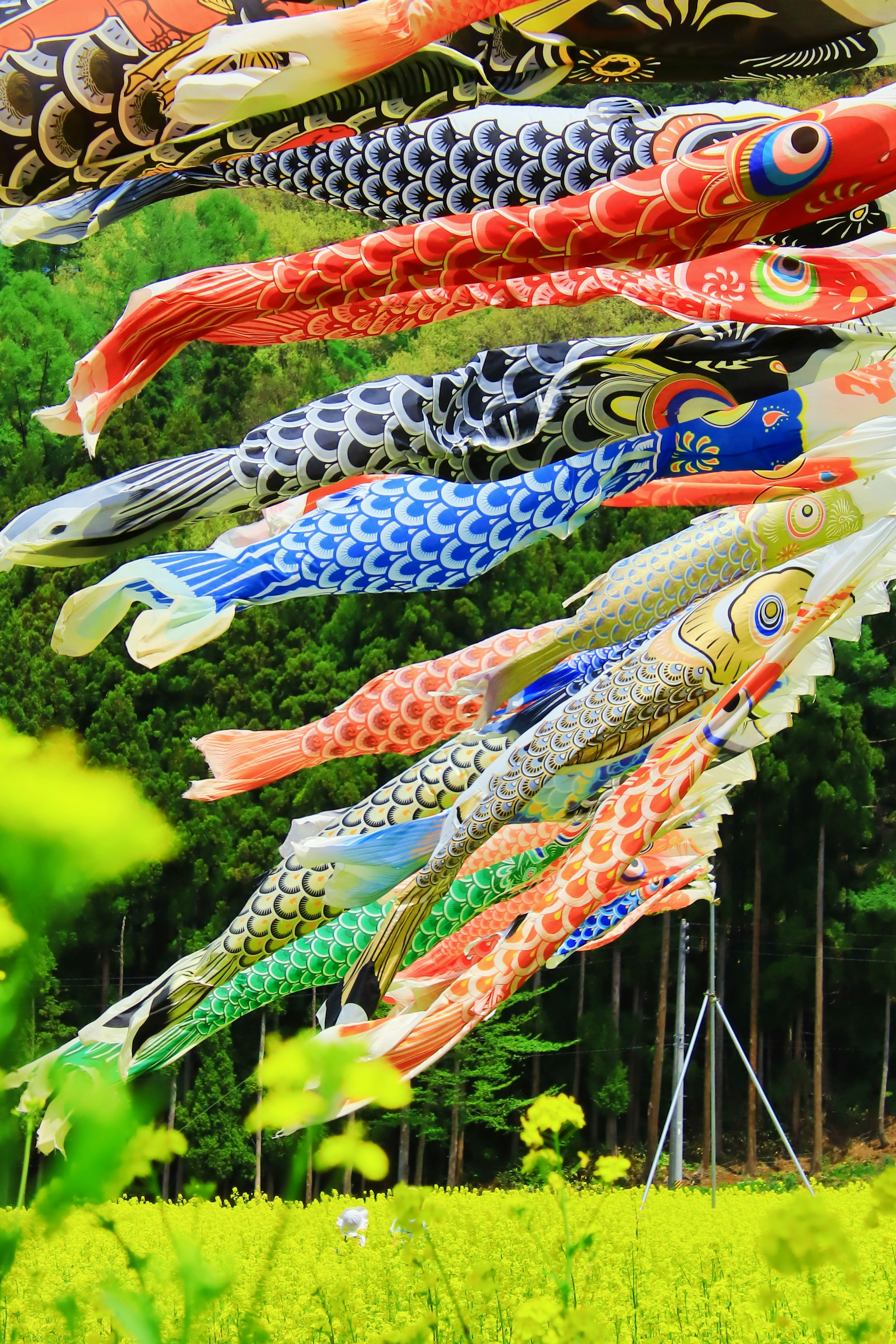 Colorful koi nobori swimming above a lush green rice field