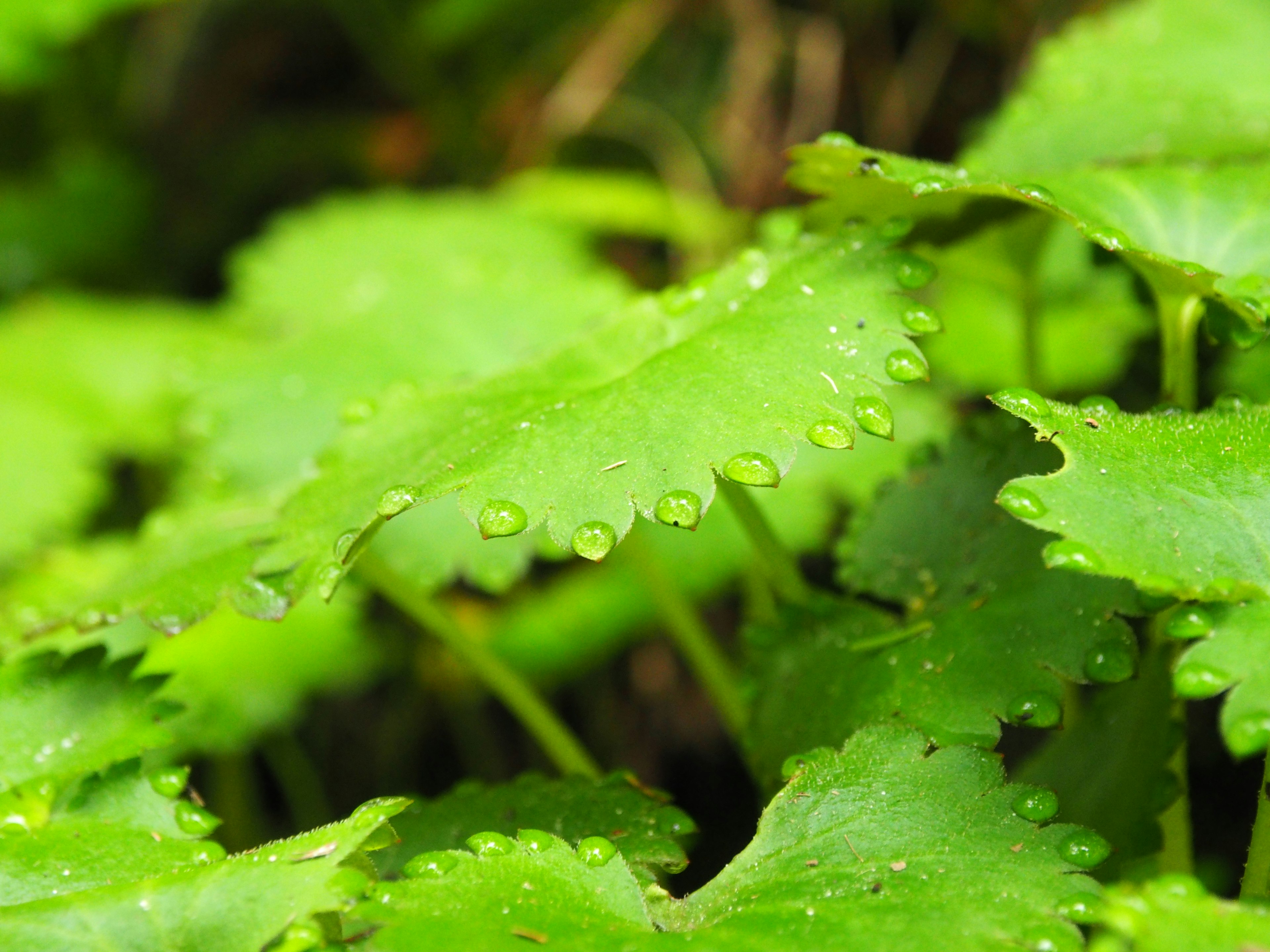 緑の葉に水滴がついている植物のクローズアップ