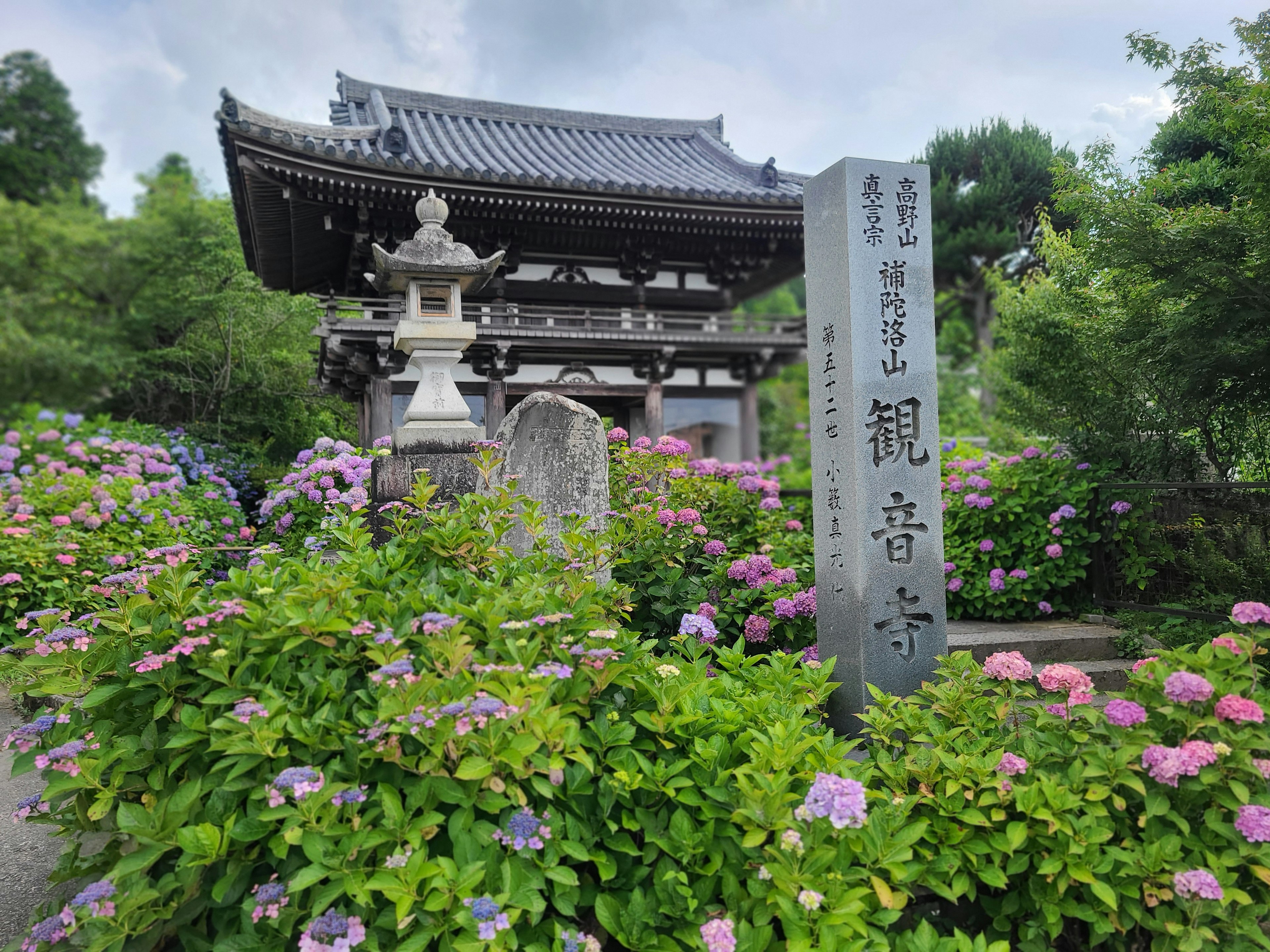 Blühende Hortensien im Garten des Kannonji-Tempels mit traditioneller Architektur