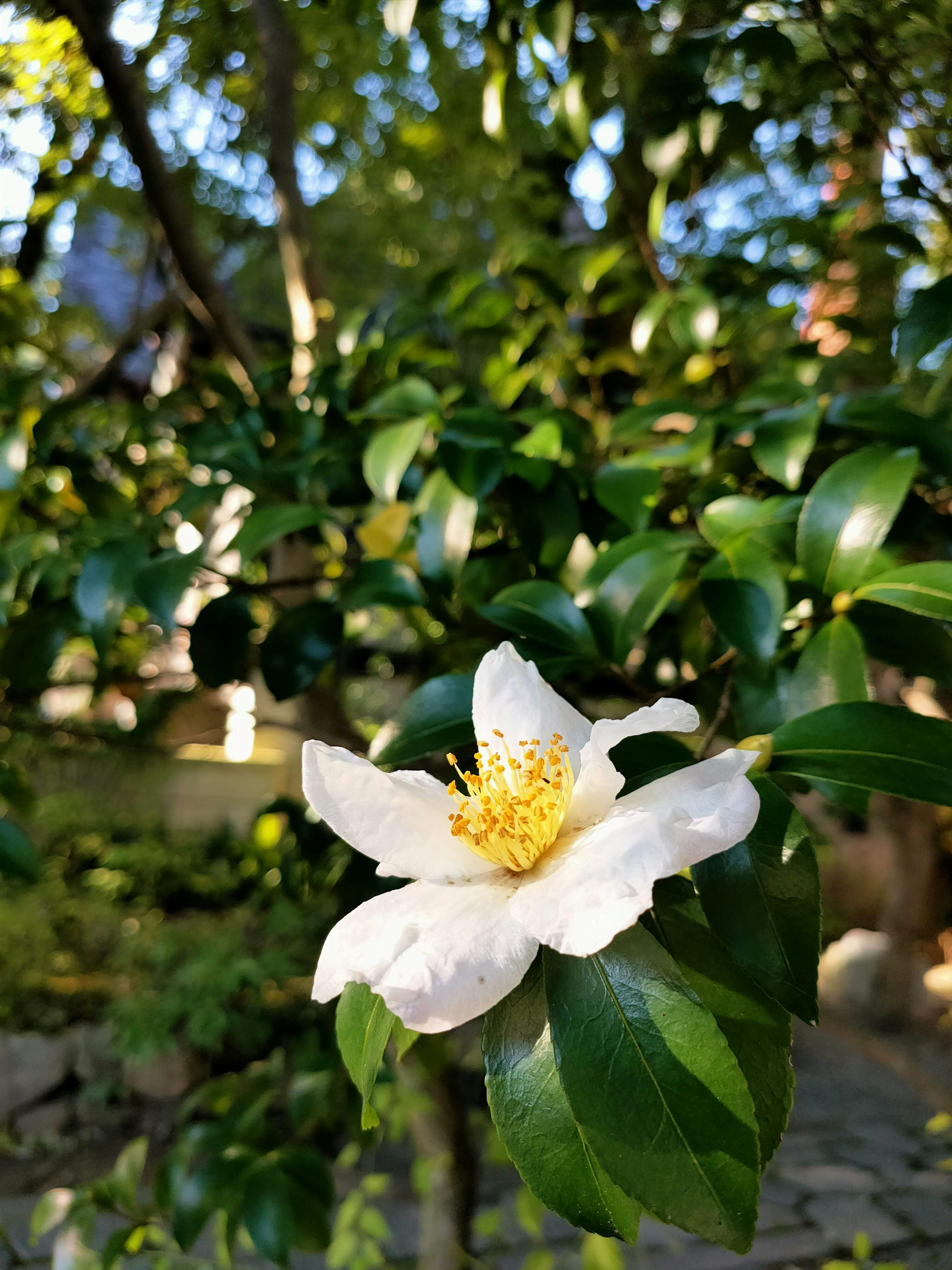 Bunga putih dengan pusat kuning di atas daun hijau di taman