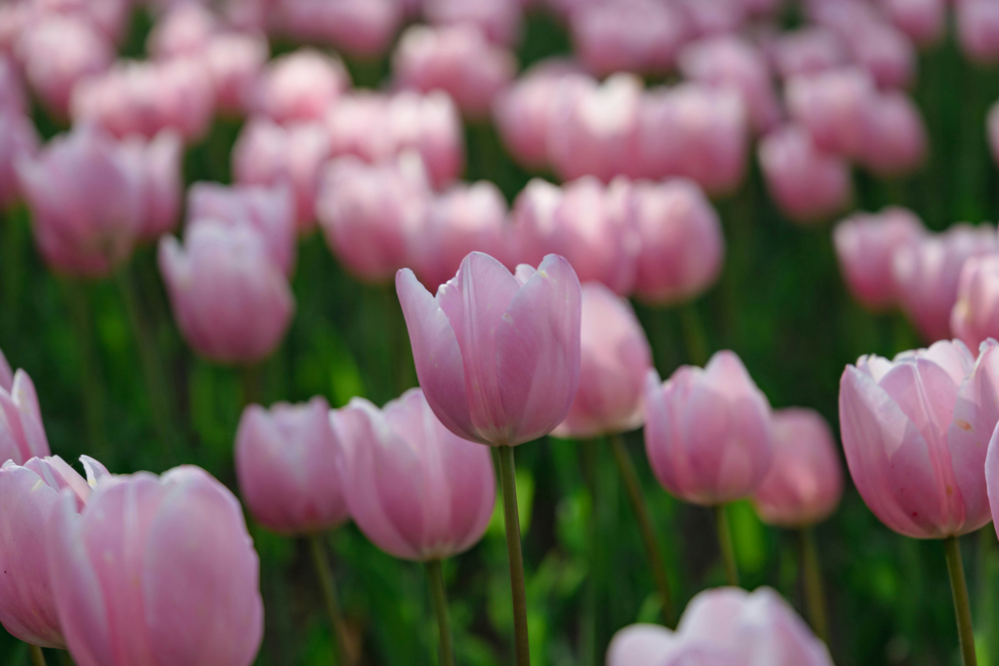 Field of blooming pink tulips in sunlight