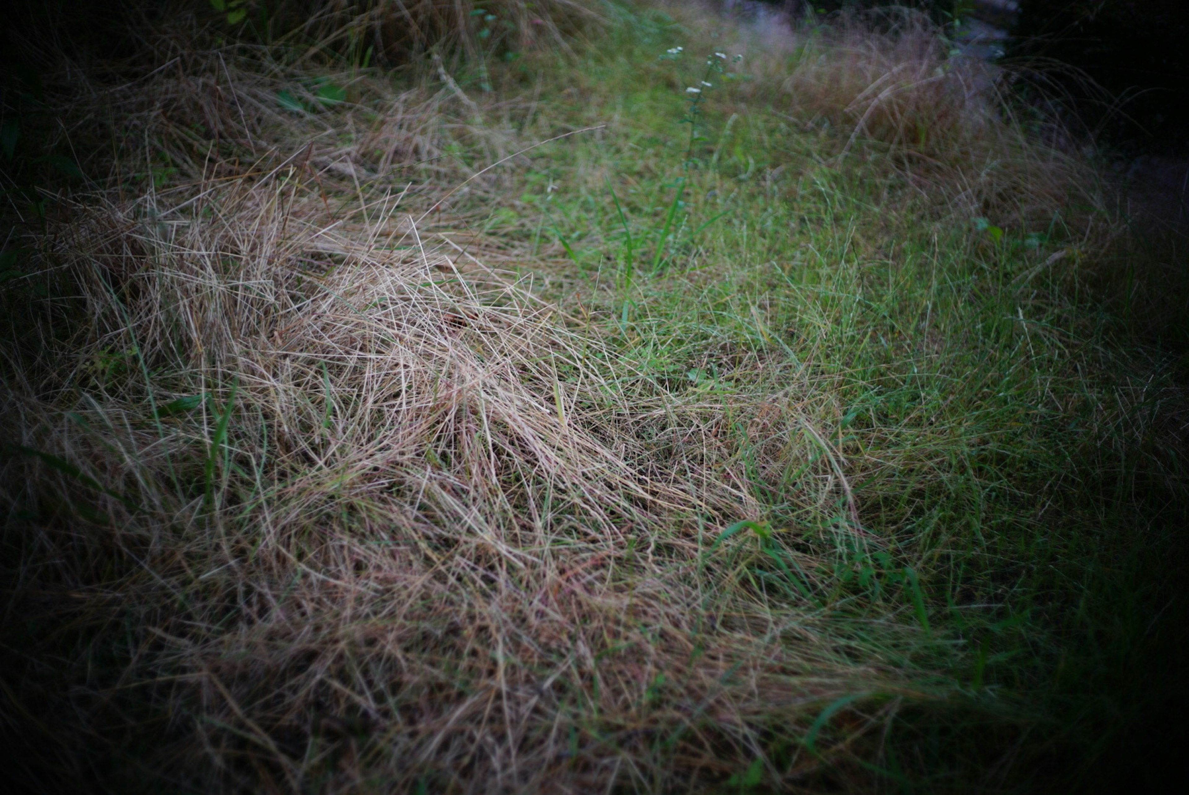 Immagine del terreno con erba verde e steli secchi