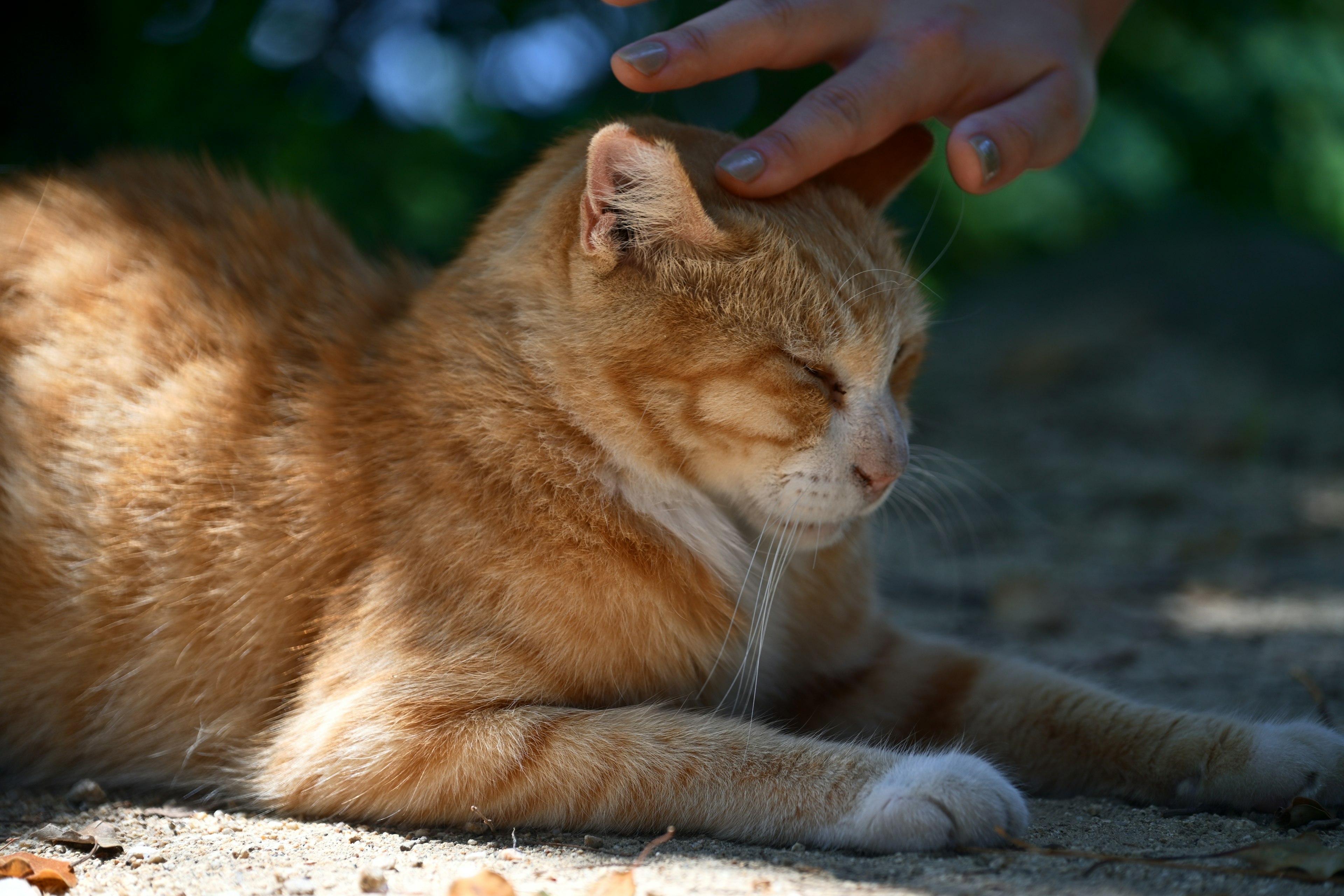 Un chat orange caressé par une main