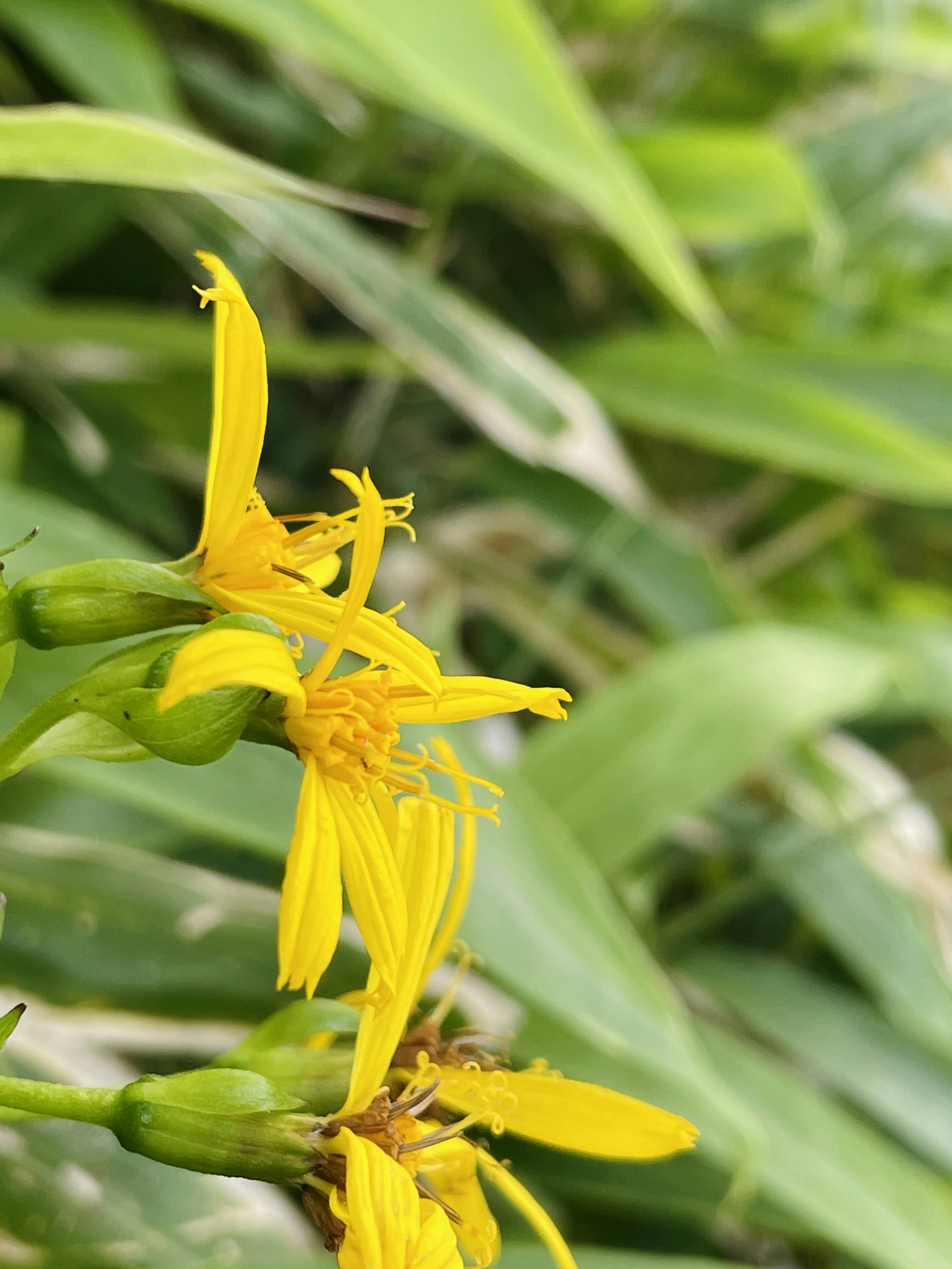 Close-up bunga kuning dengan daun hijau