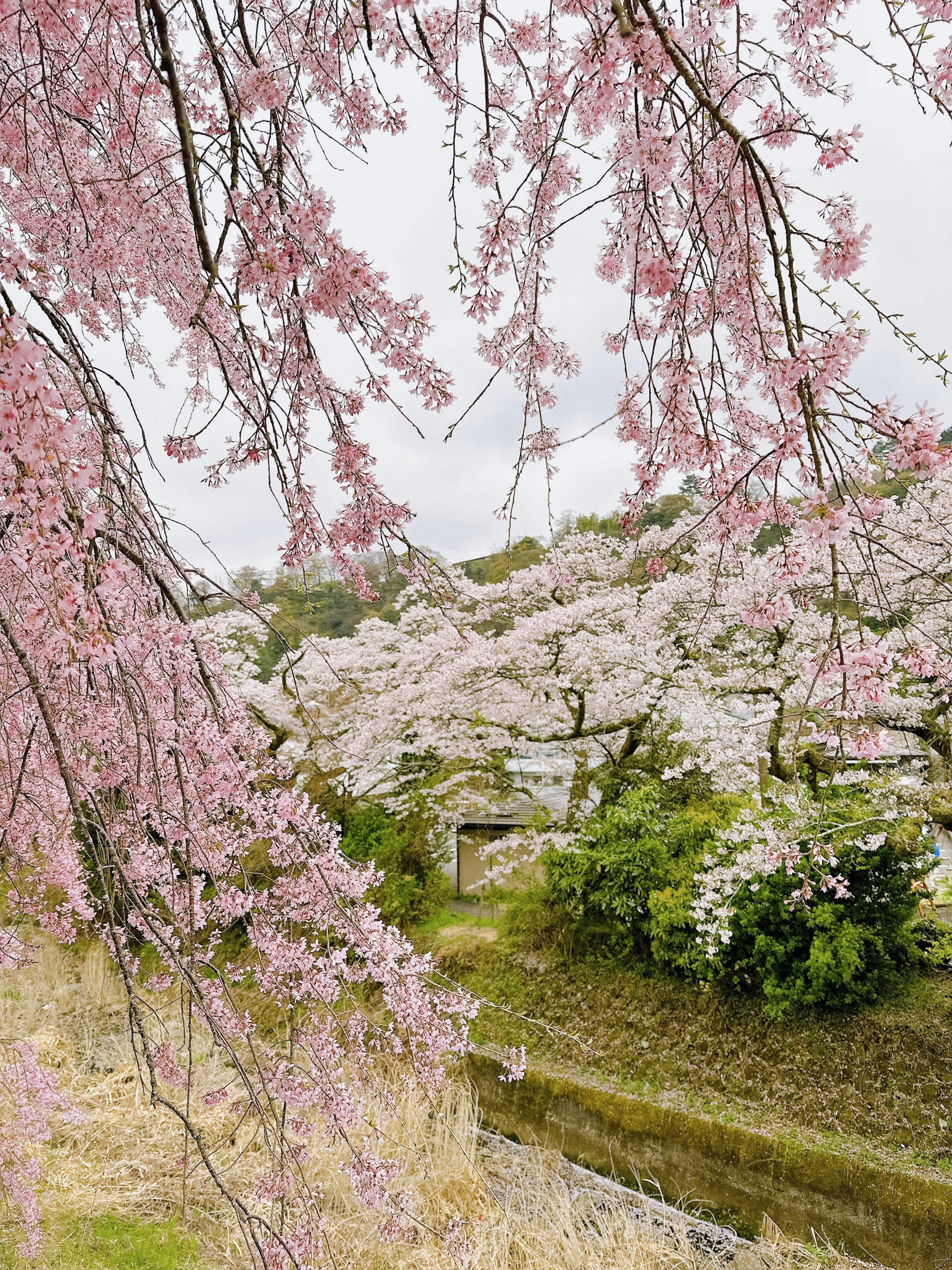 Landscape featuring cherry blossom trees and a stream