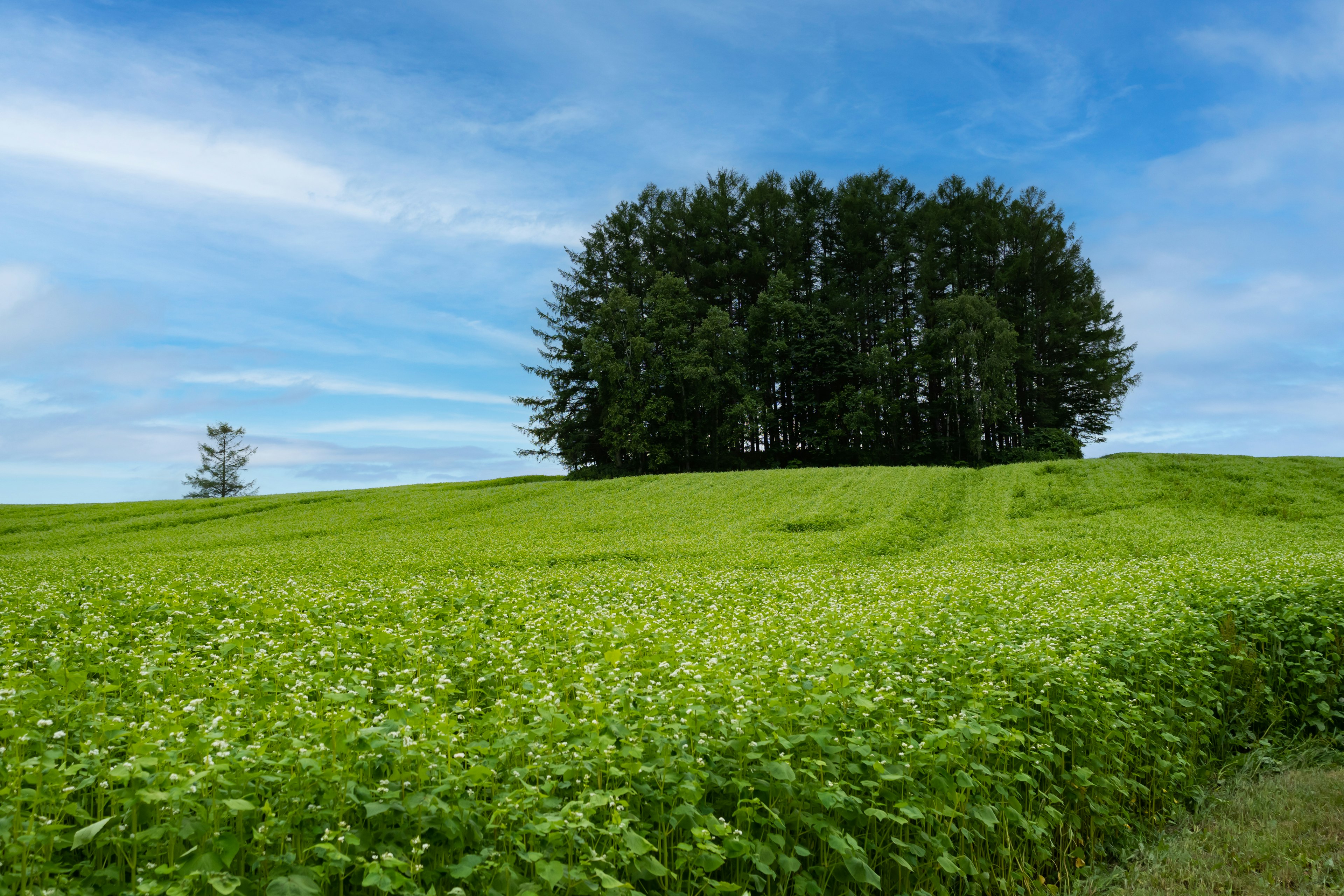 Gruppe von Bäumen auf einem grünen Feld unter einem blauen Himmel