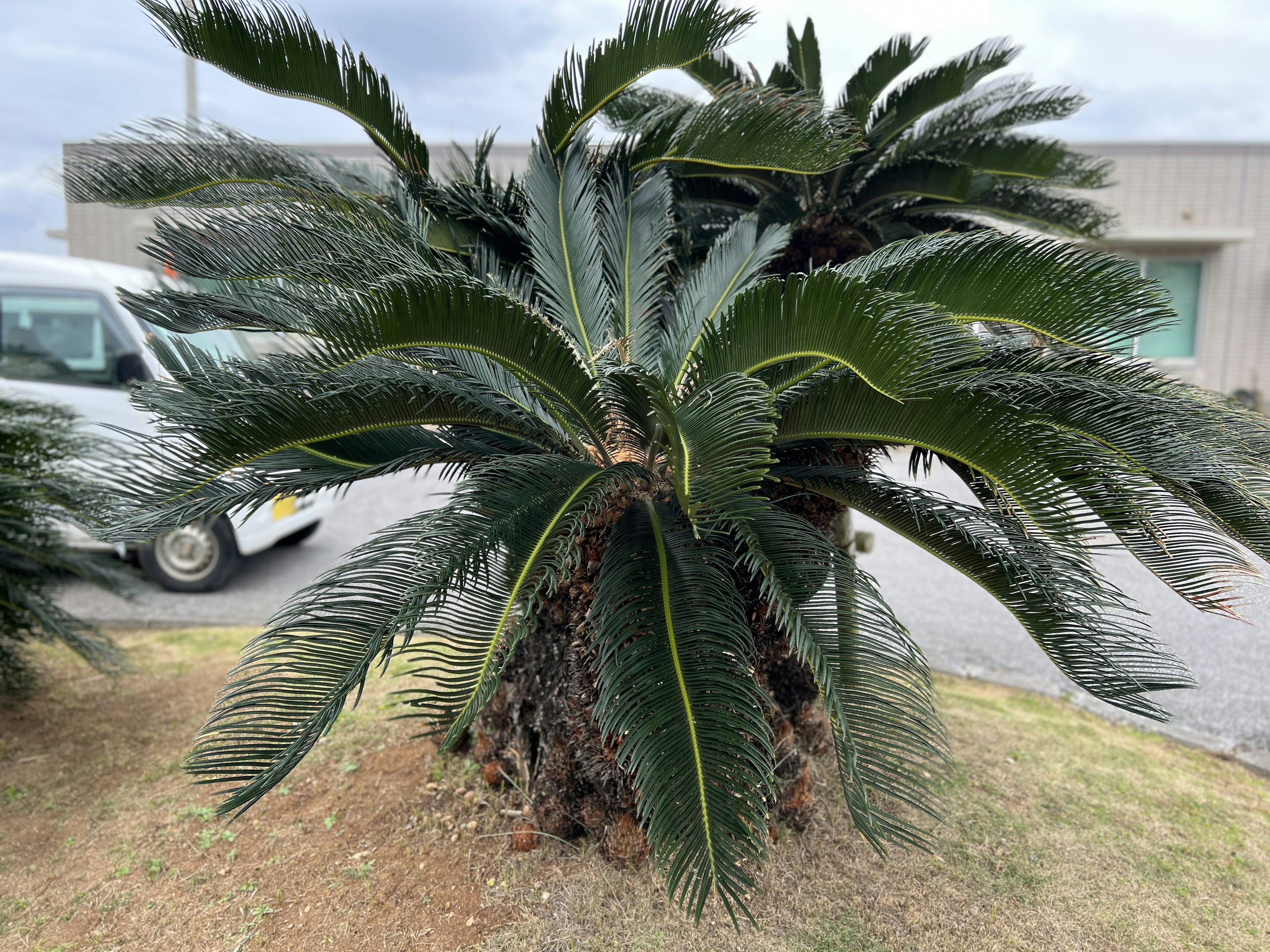 Tanaman subur dengan daun khas mirip pakis di area lanskap