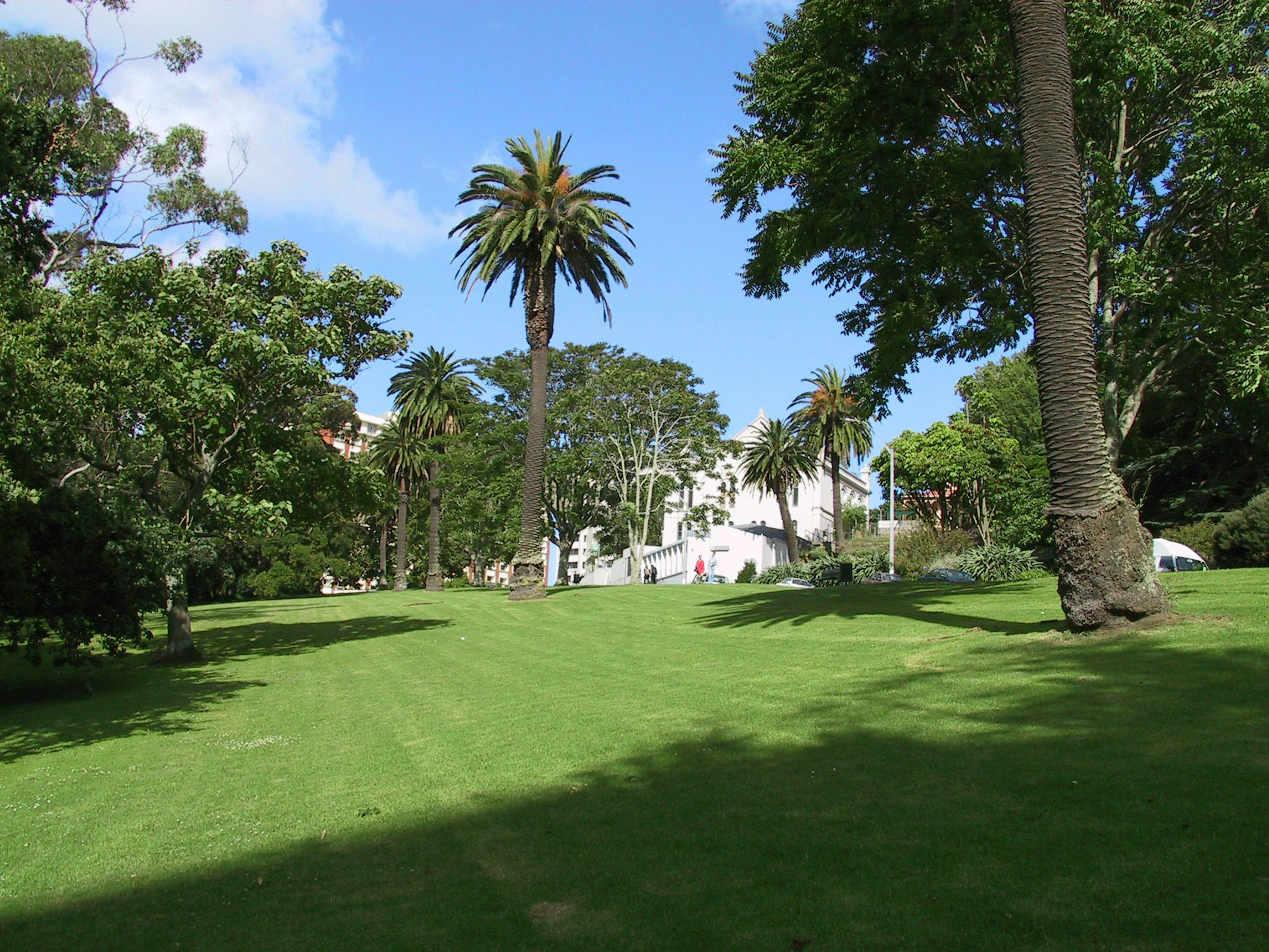 Park landscape with green grass and tall palm trees