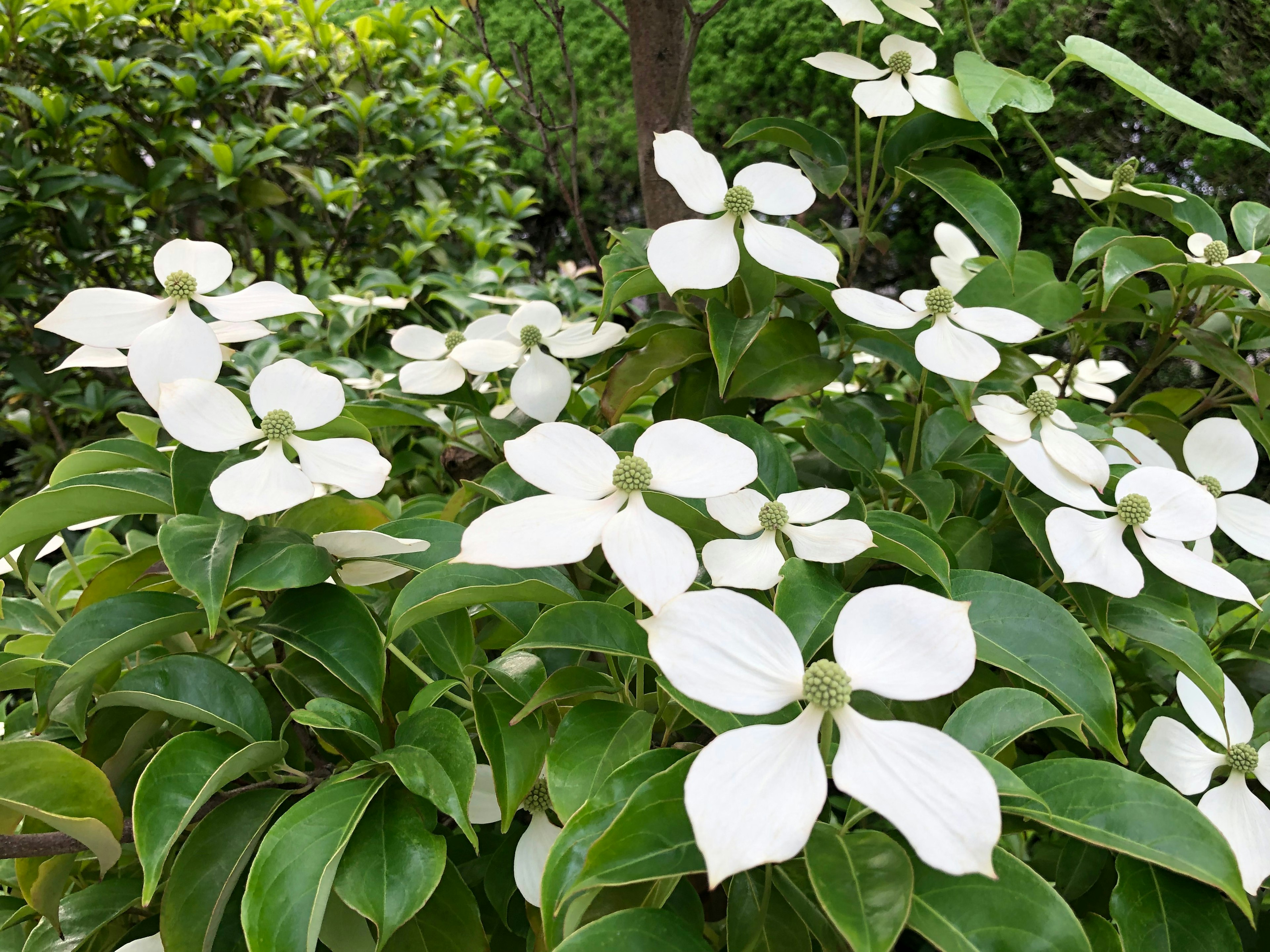 Schöne Pflanze mit weißen Blumen und grünen Blättern