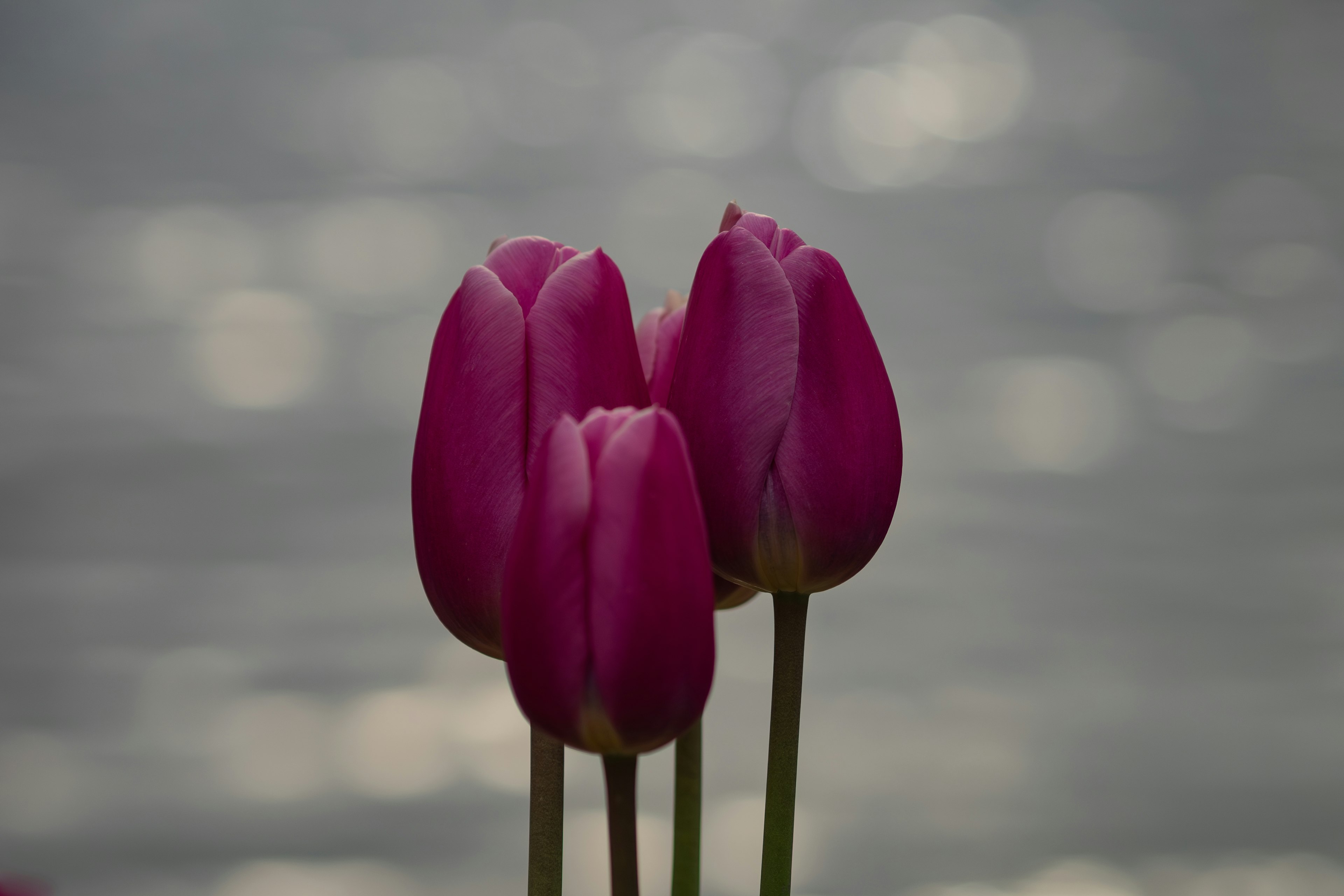 Bouquet of purple tulips against a water surface background